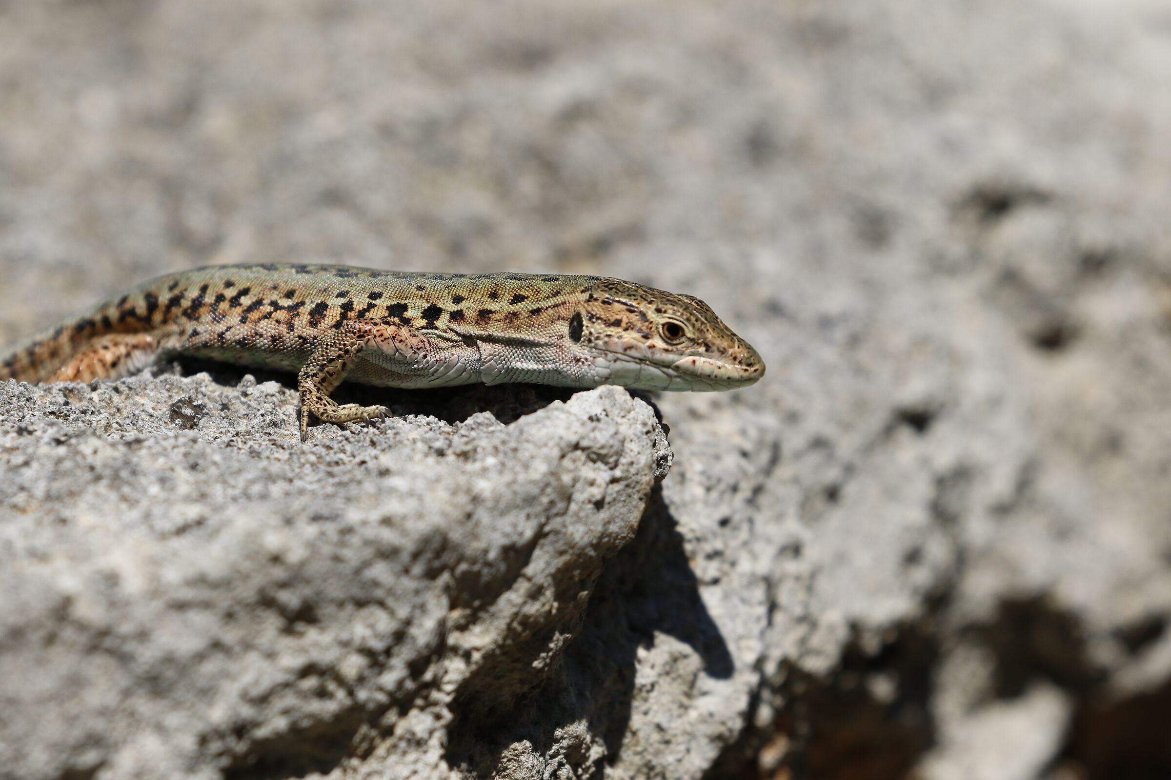 " Crop 6 Cento 40 ", Canon 100- 400 L I I, 7 D I I