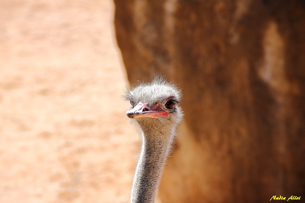 Ostrich