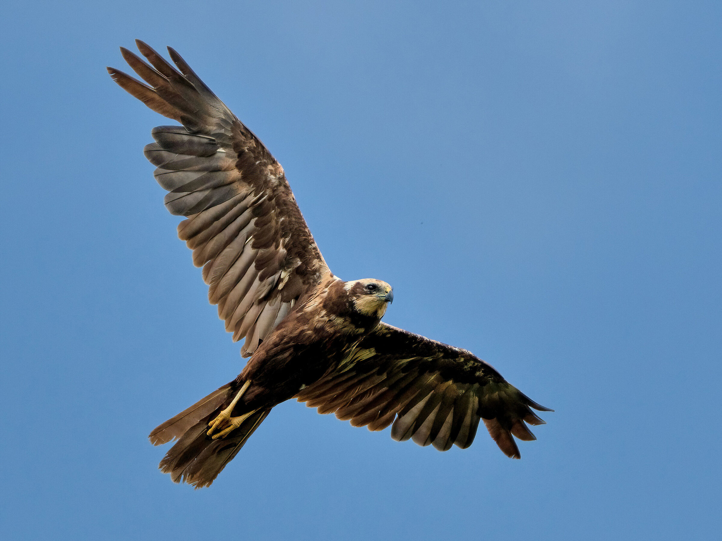 Marsh harrier (Circus aeruginosus)