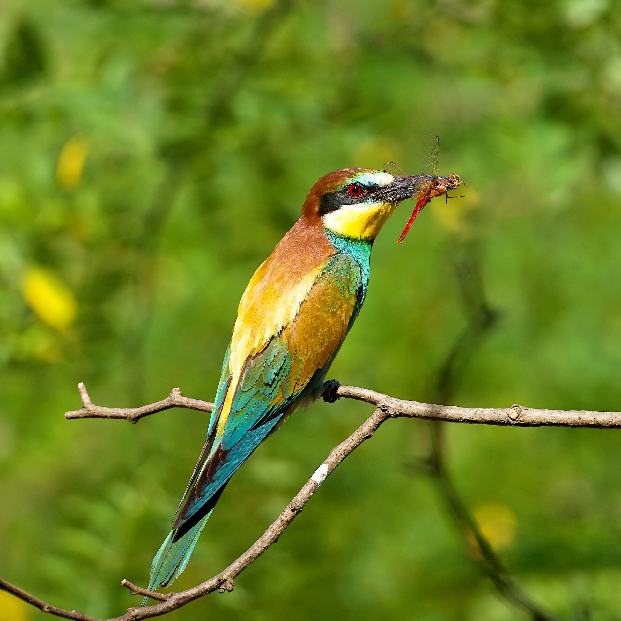 Bee-eater and its prey