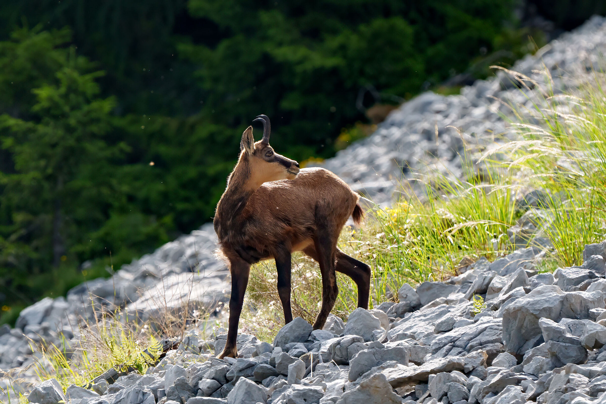 Chamois