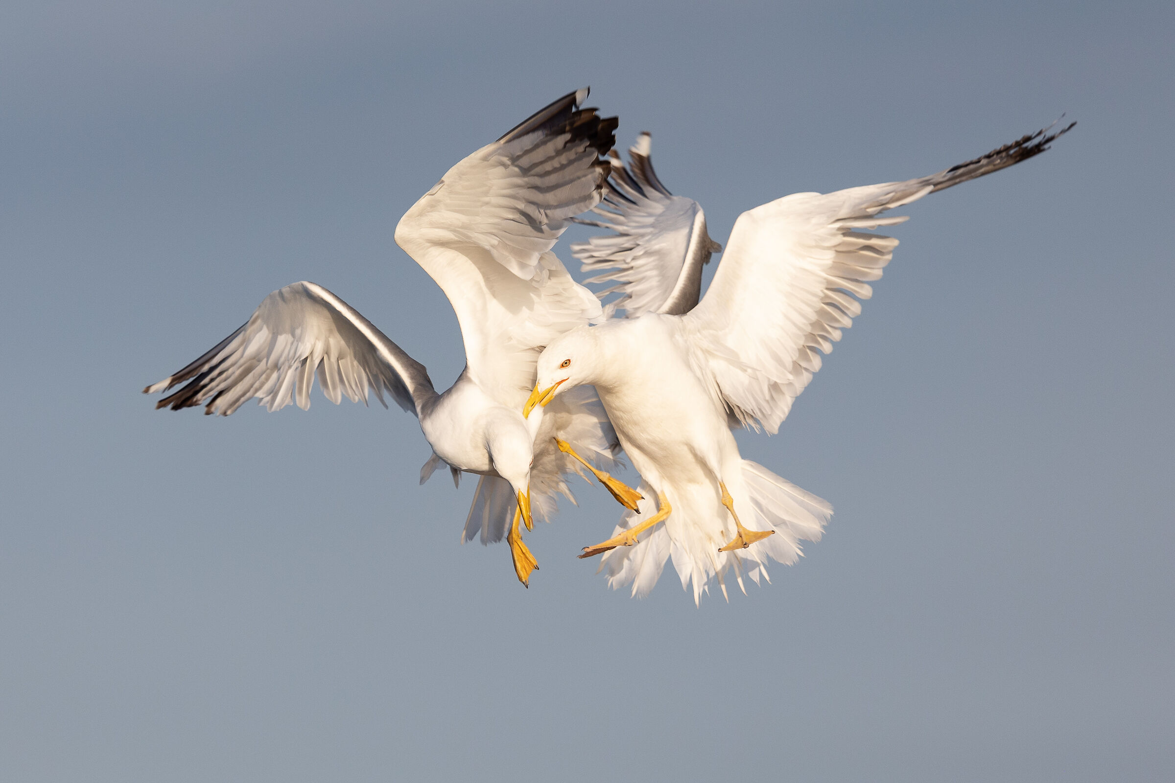 "la disputa". Gabbiano reale