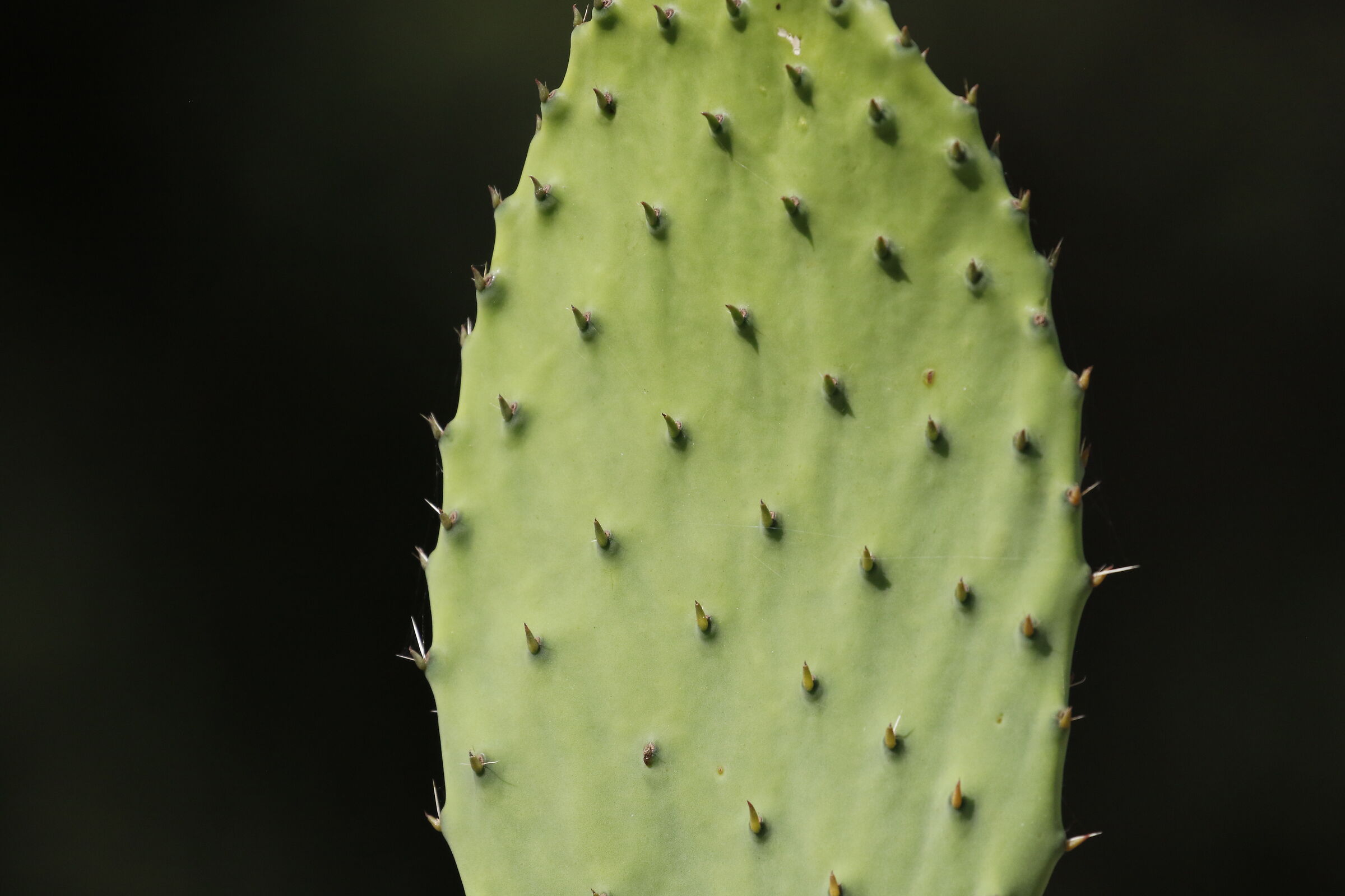 " Crop 6 Cento 40 ", Canon 100- 400 L I I, 7 D I I
