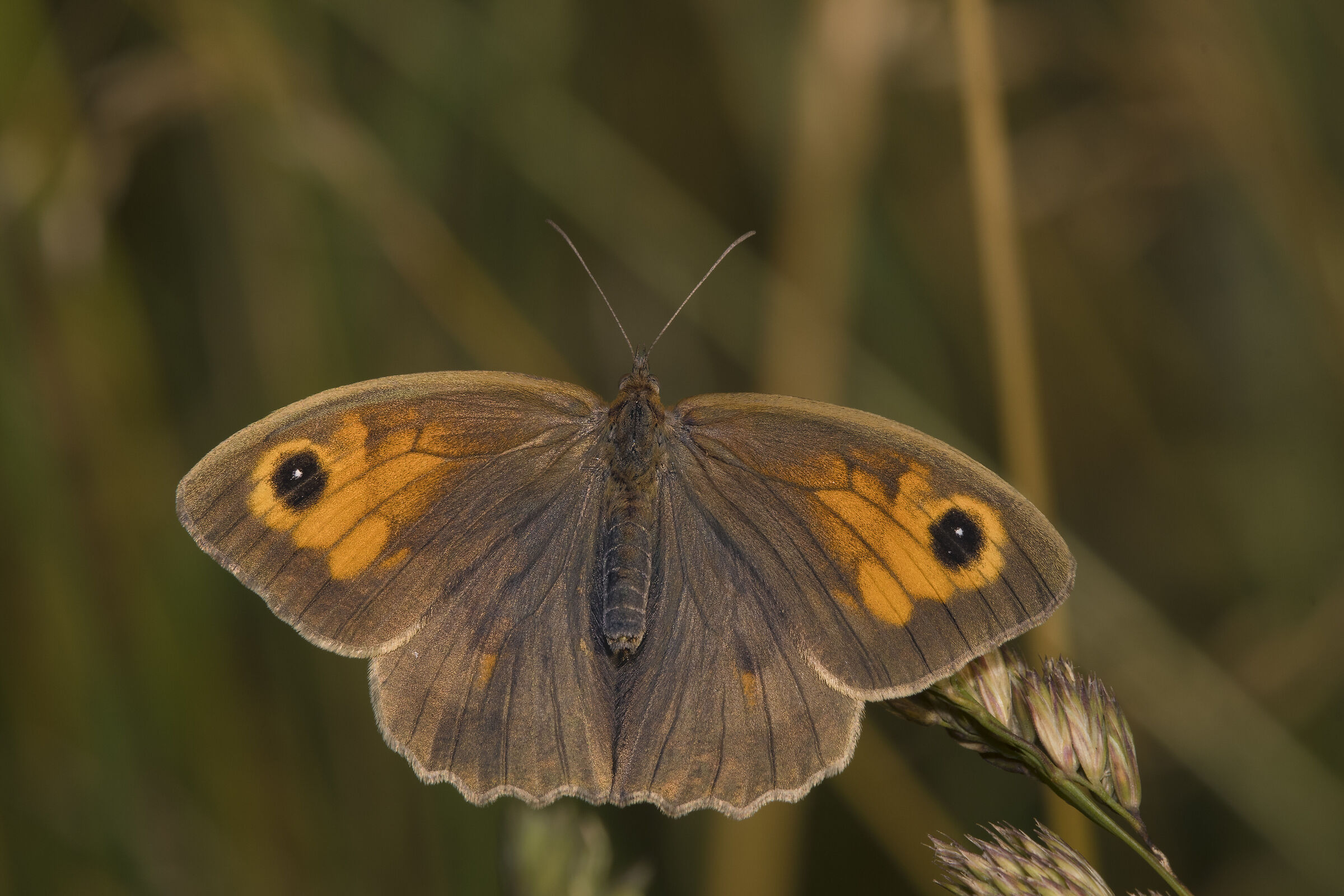 Common maniiola - Maniola jurtina (Linnaeus, 1758)