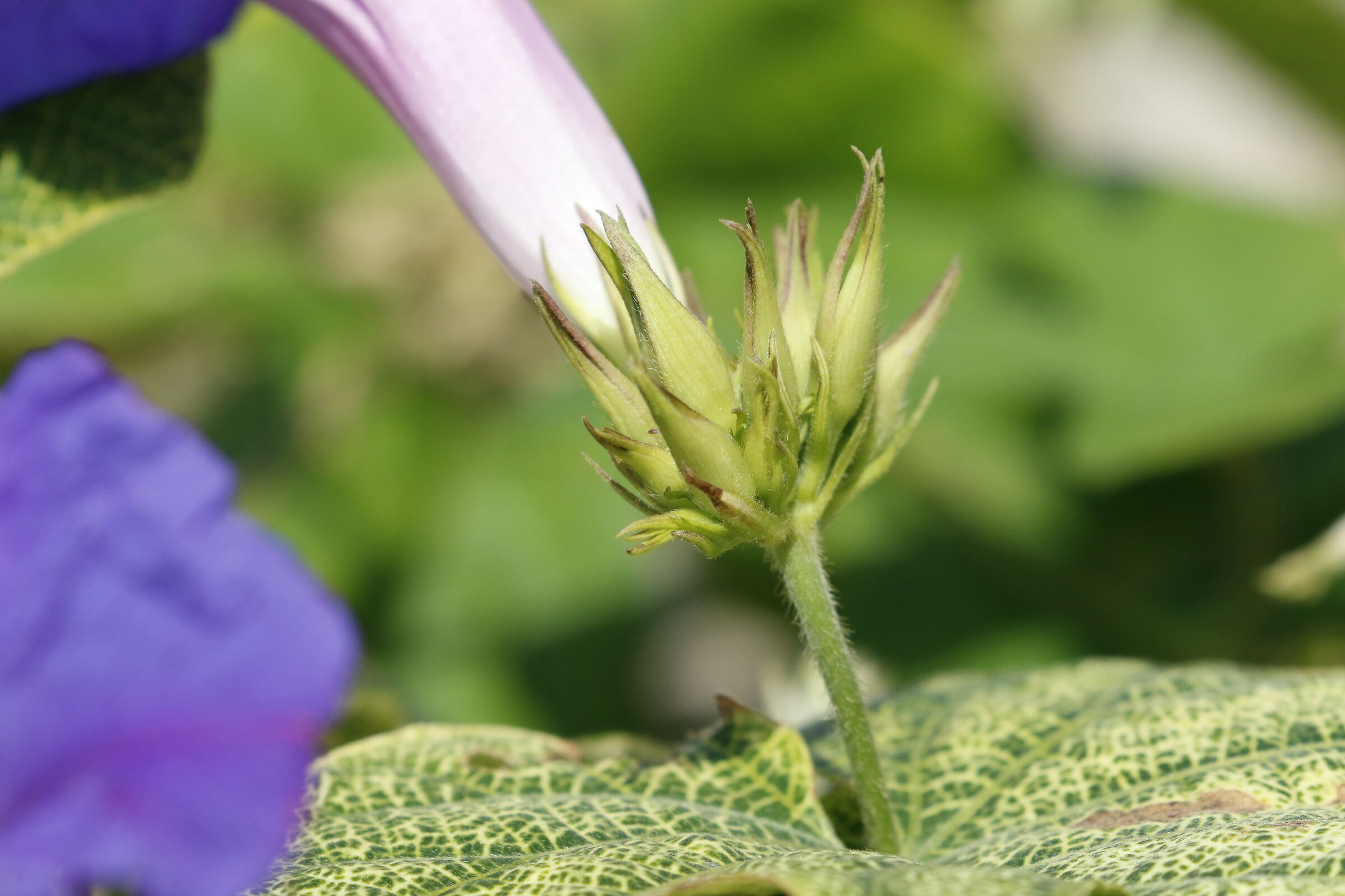 " Crop 6 Cento 40 ", Canon 100-400 L I I, 7 D I I