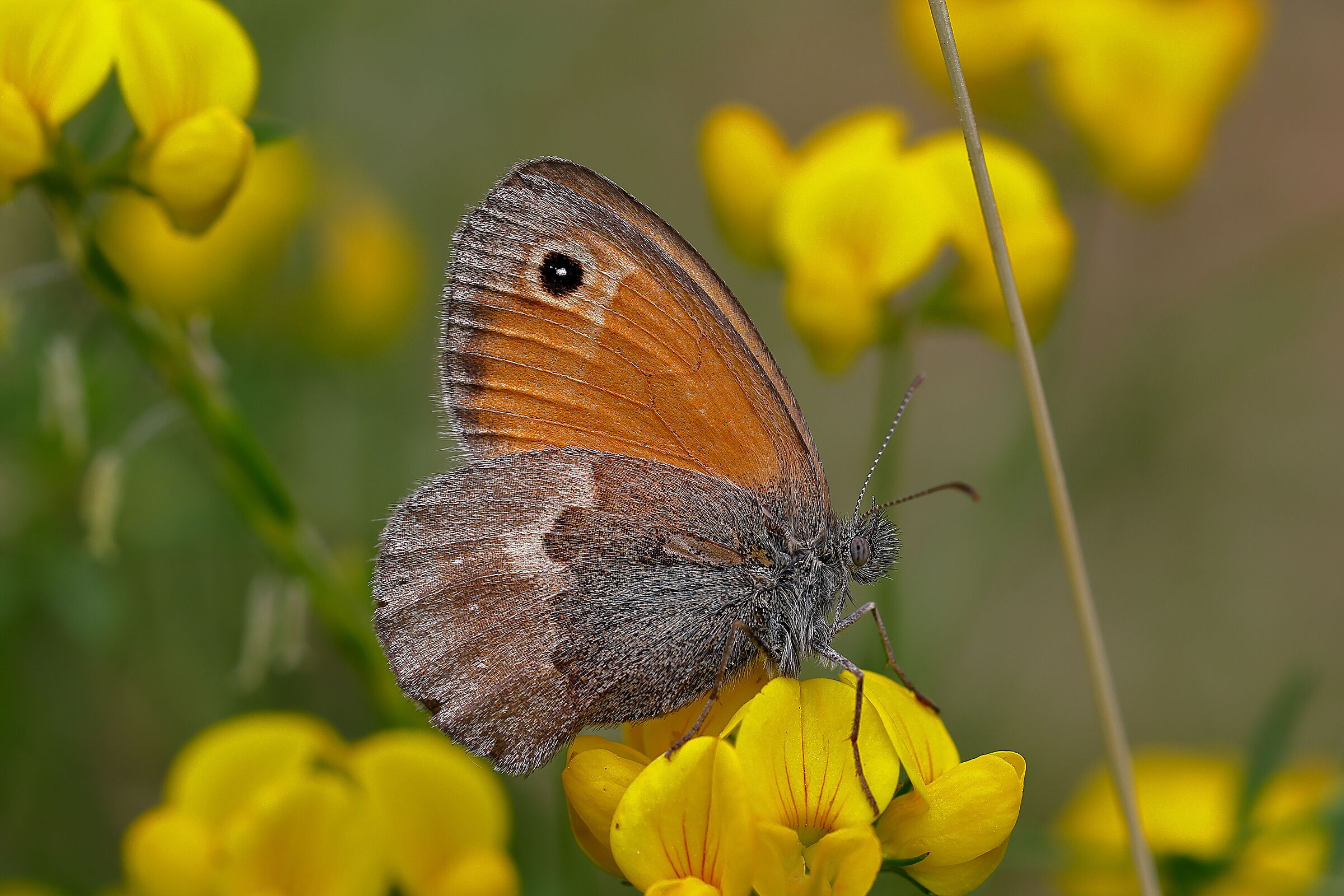 This butterfly did not run away right away ...