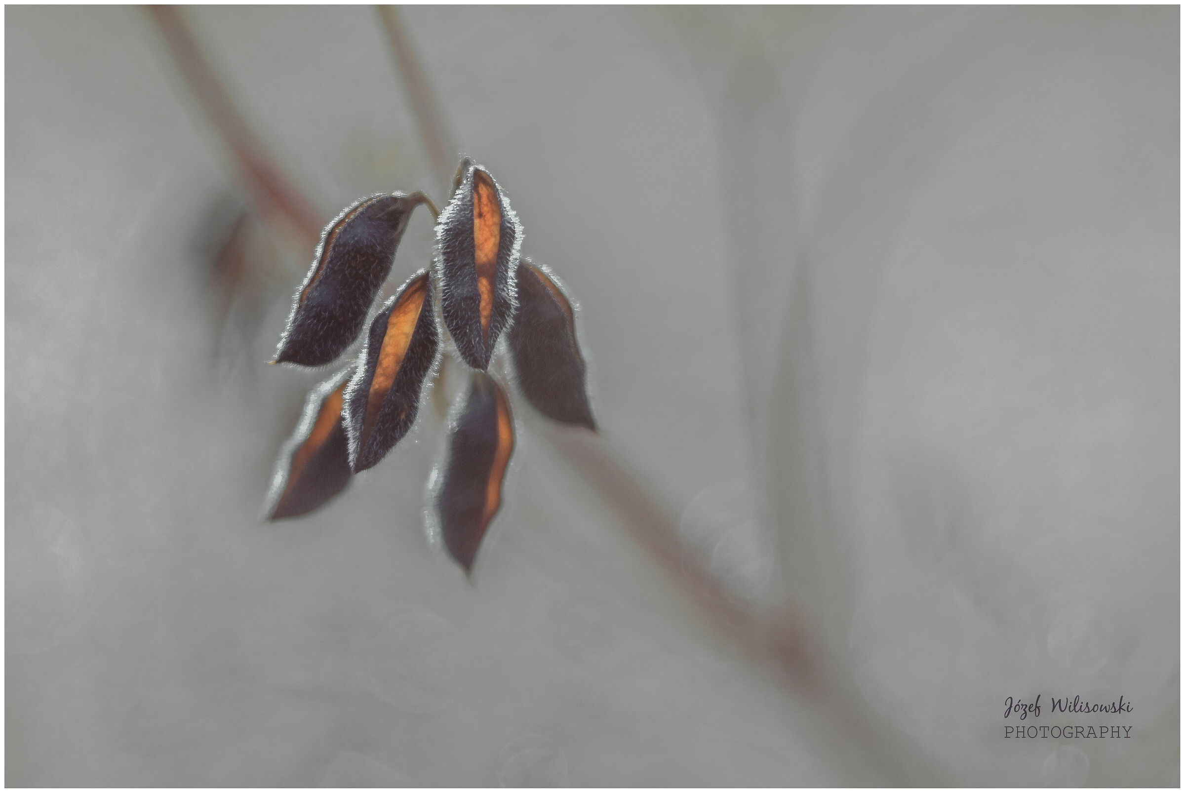 Modified Diaplan 80/2,8