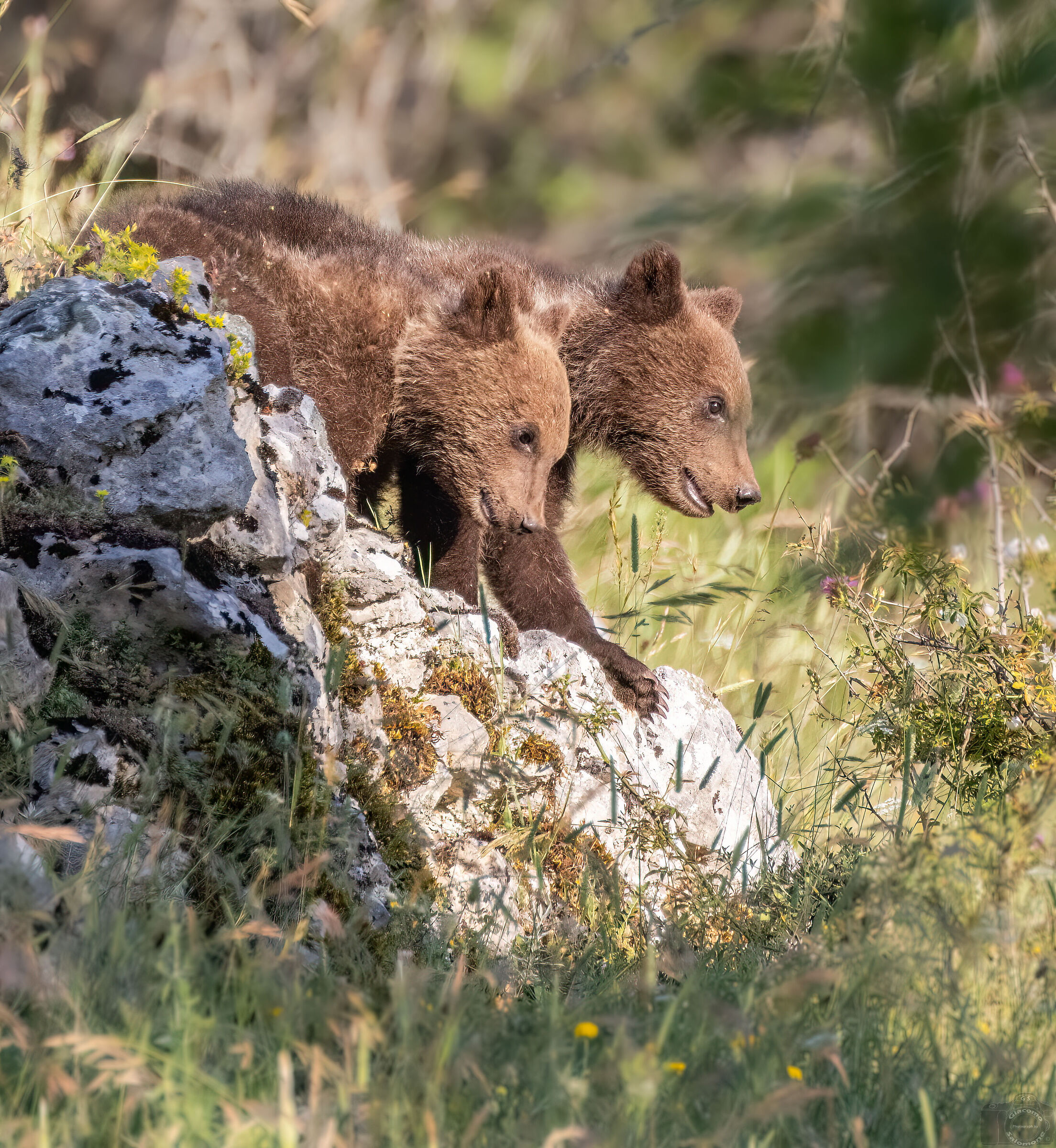 Marsicano bear cubs.
