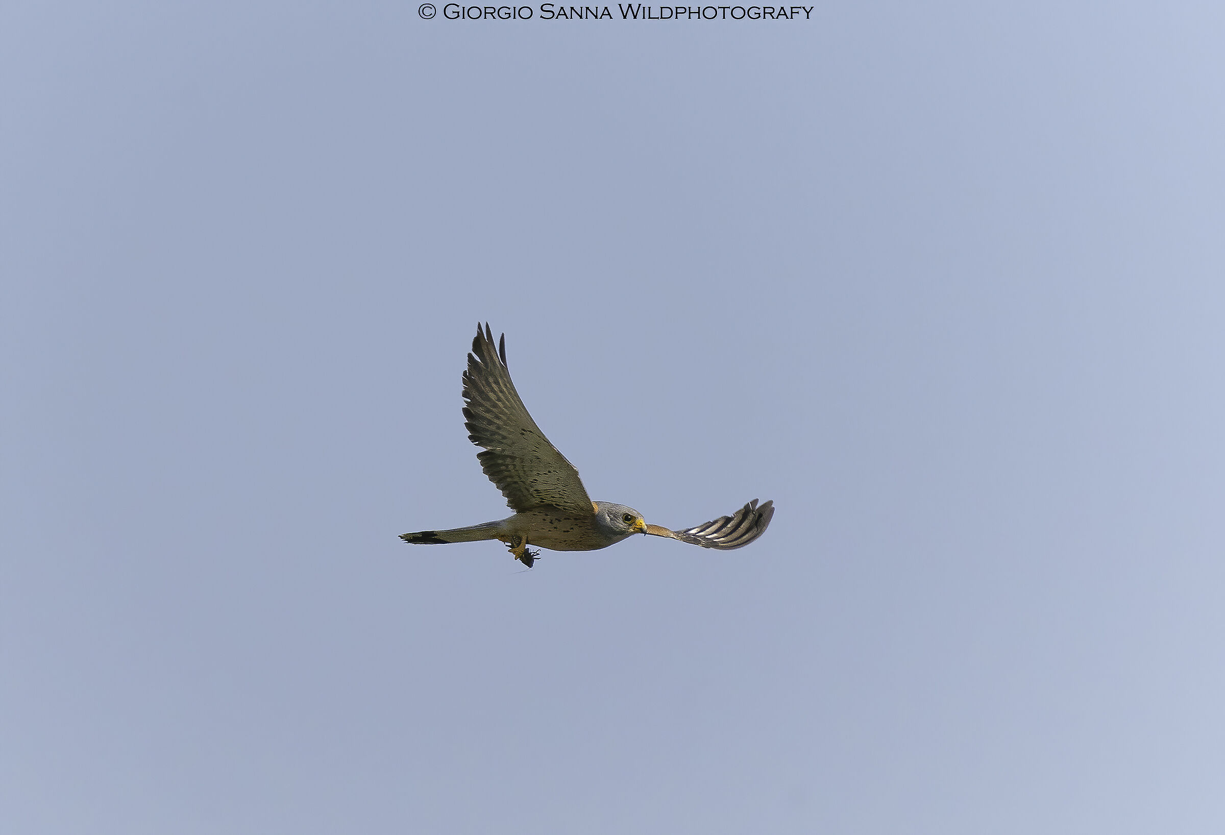 Male lesser kestrel