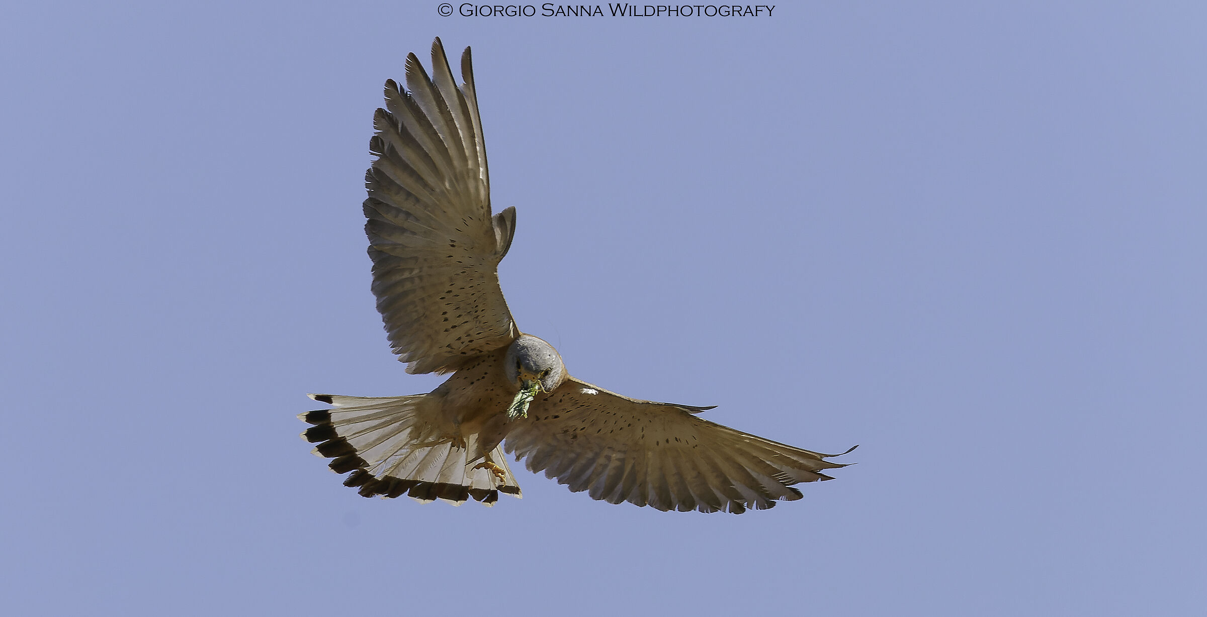 Falco grillaio maschio con grillo
