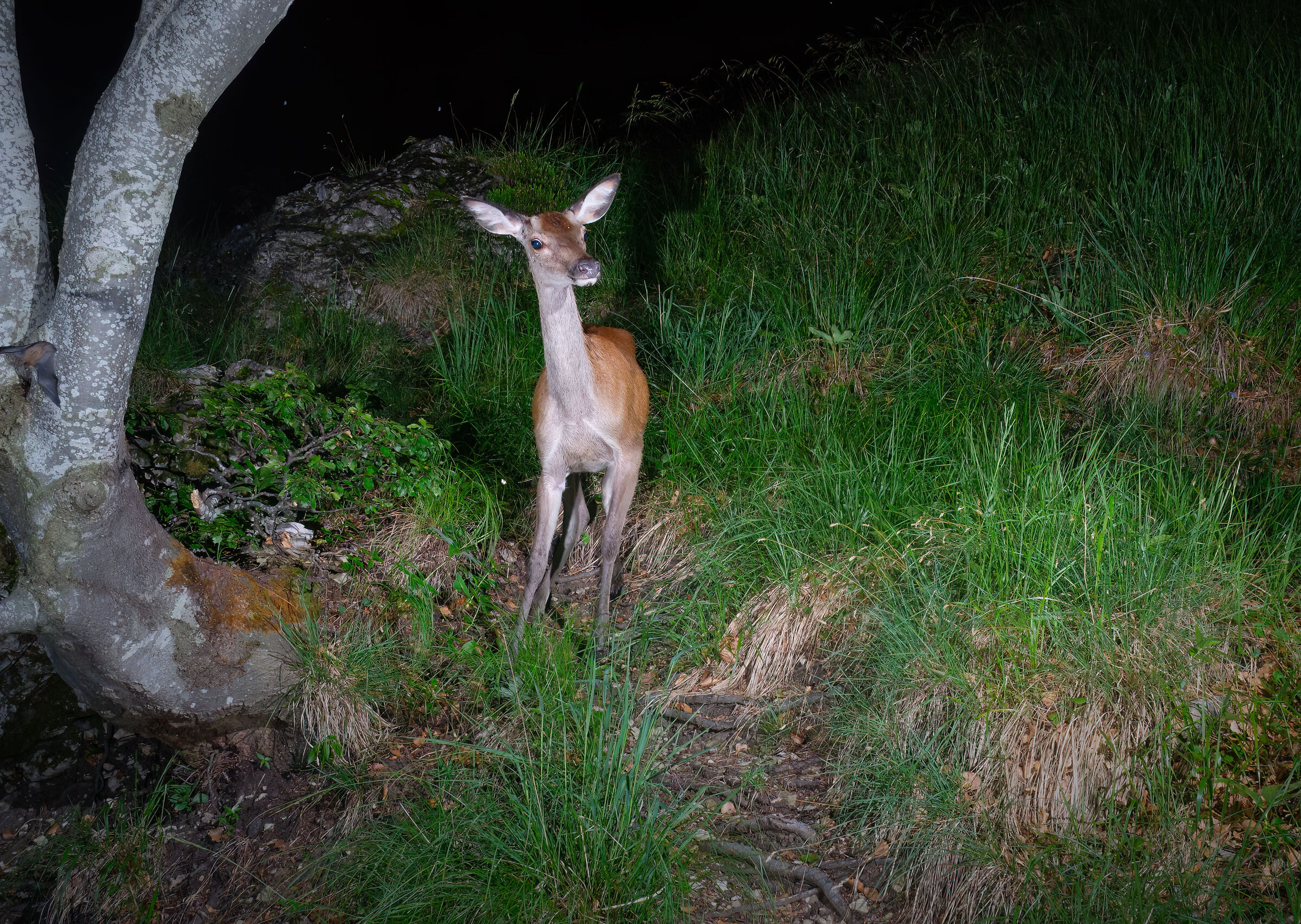Hind