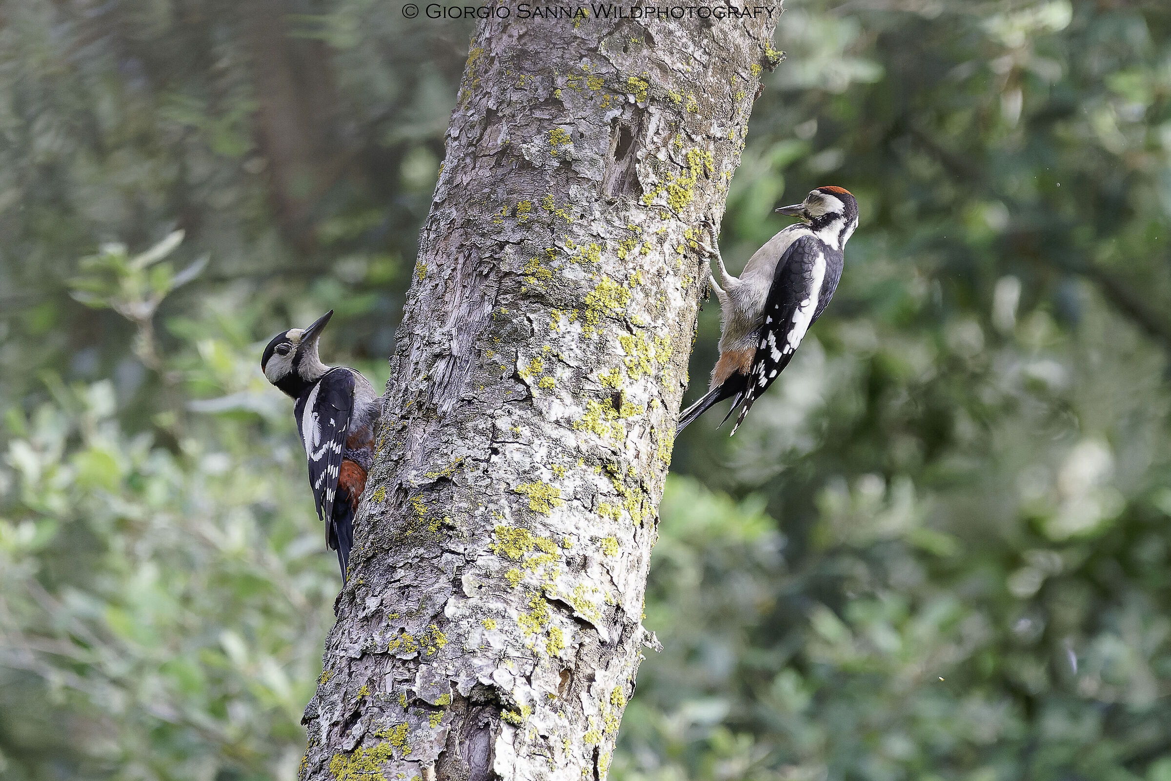 Greater spotted woodpecker