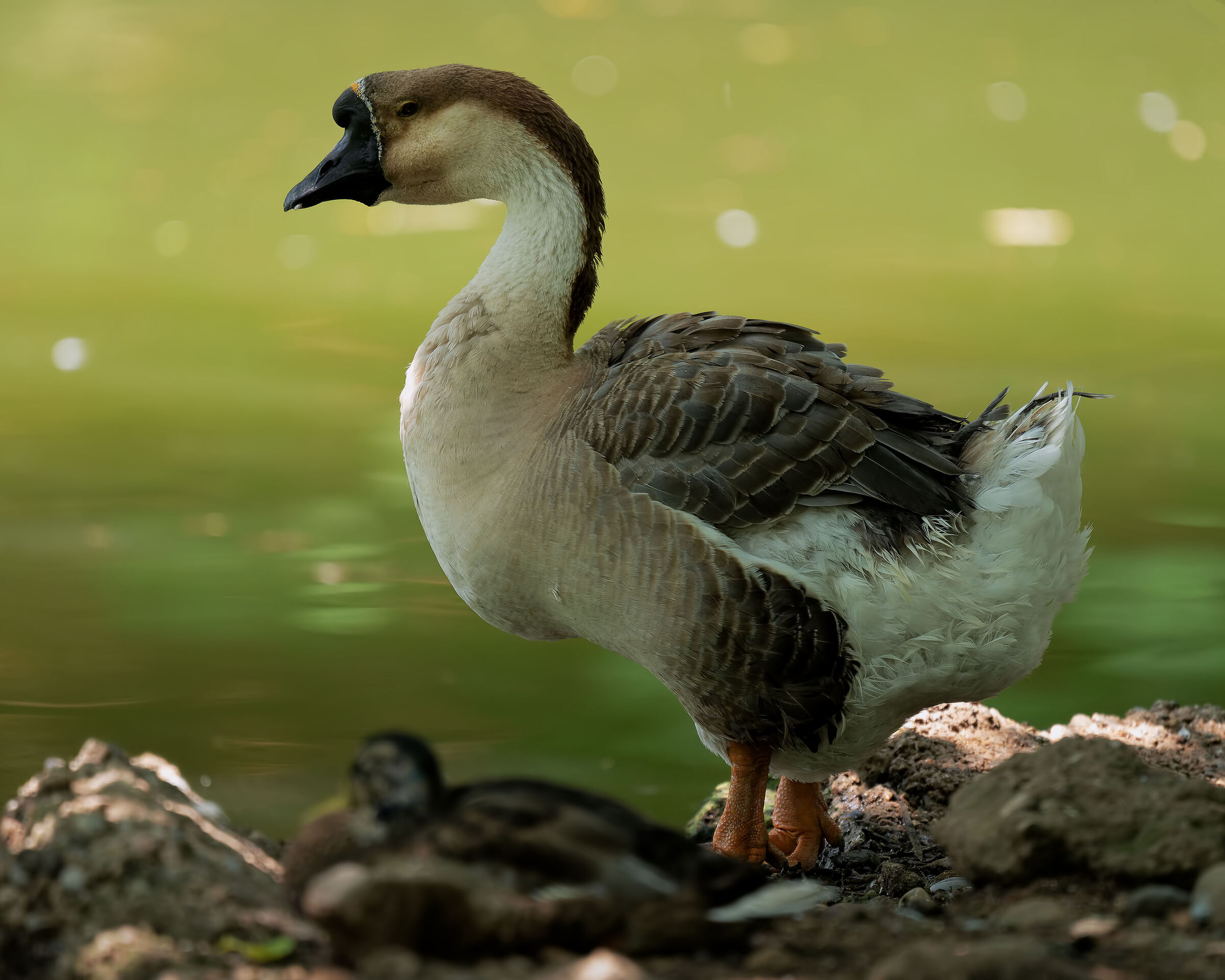 Swan goose