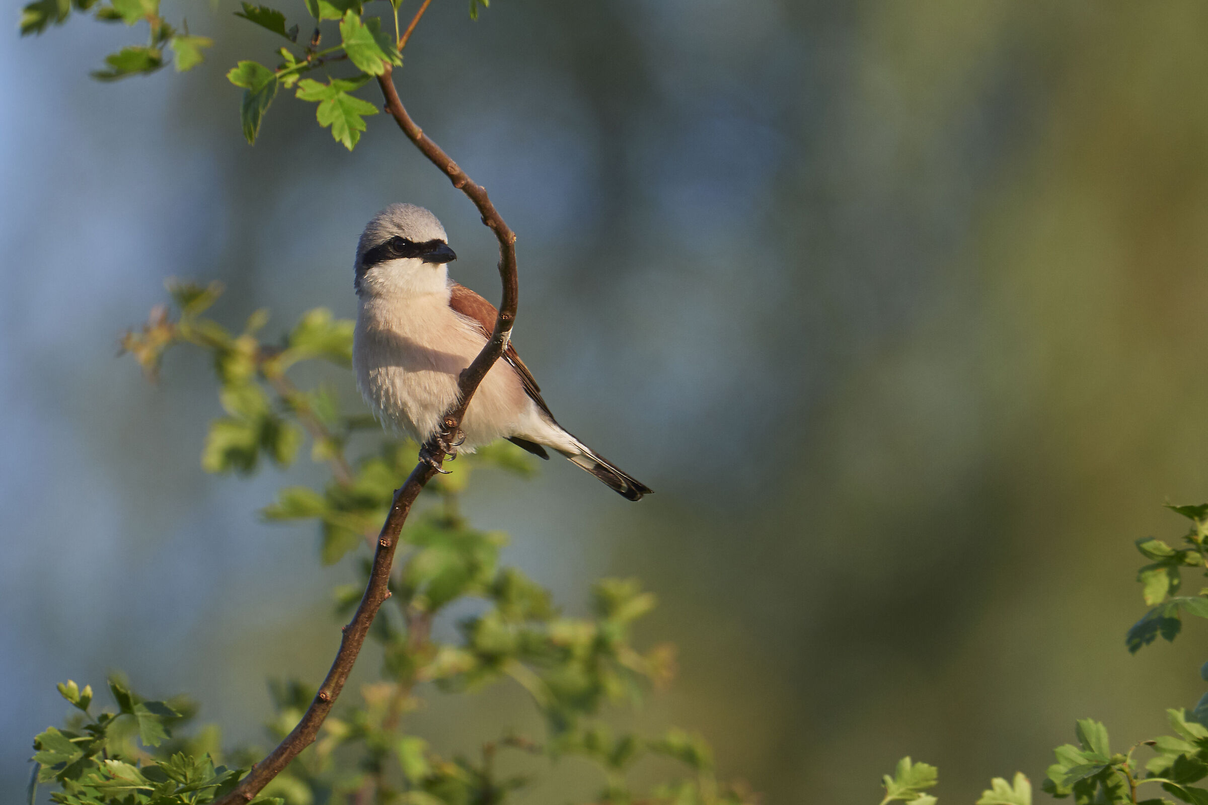 Red-backed Shrike ( Lanius collurio )