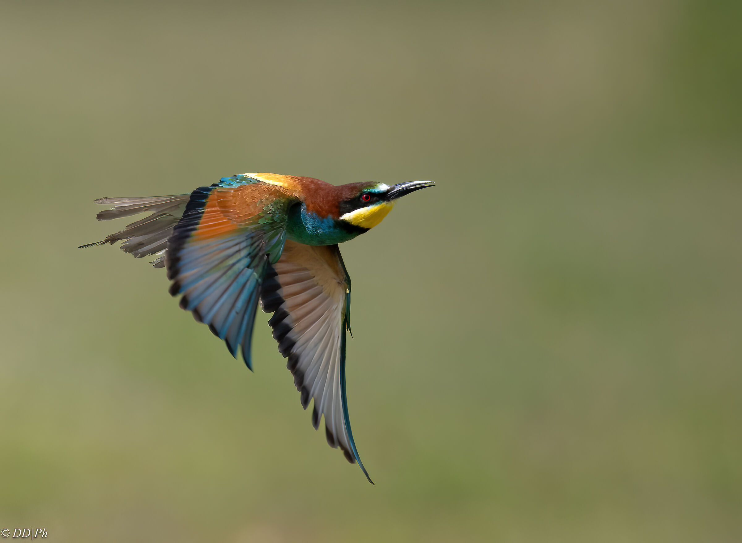 Bee-eater