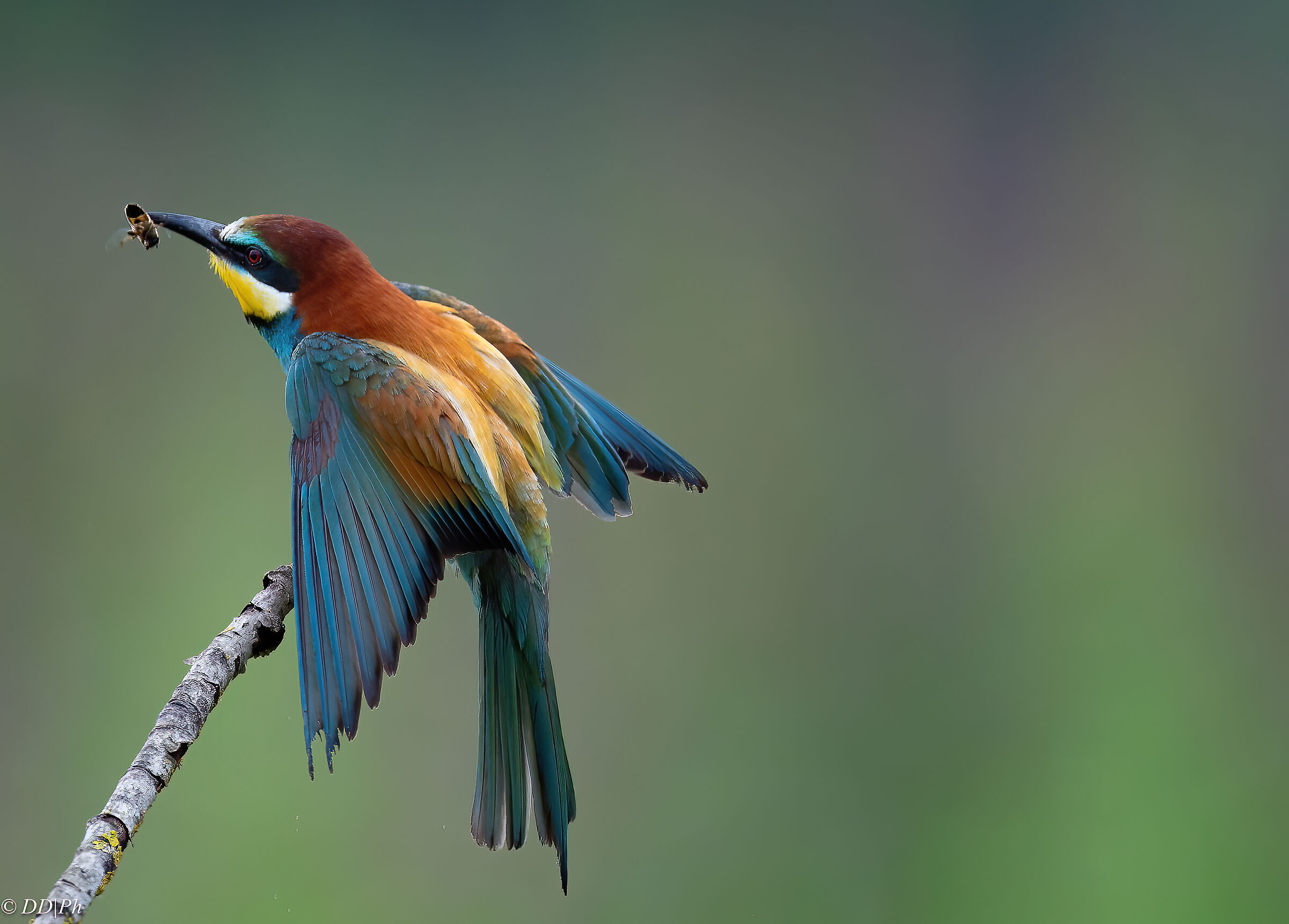 Bee-eater