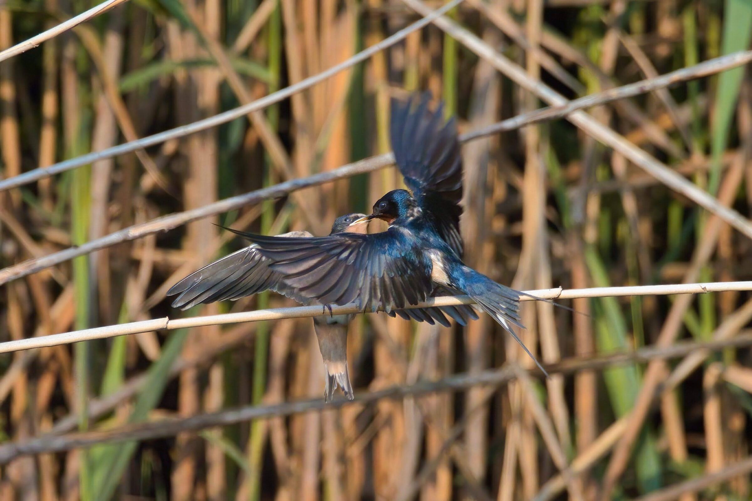 Rondini (the imbeccata)
