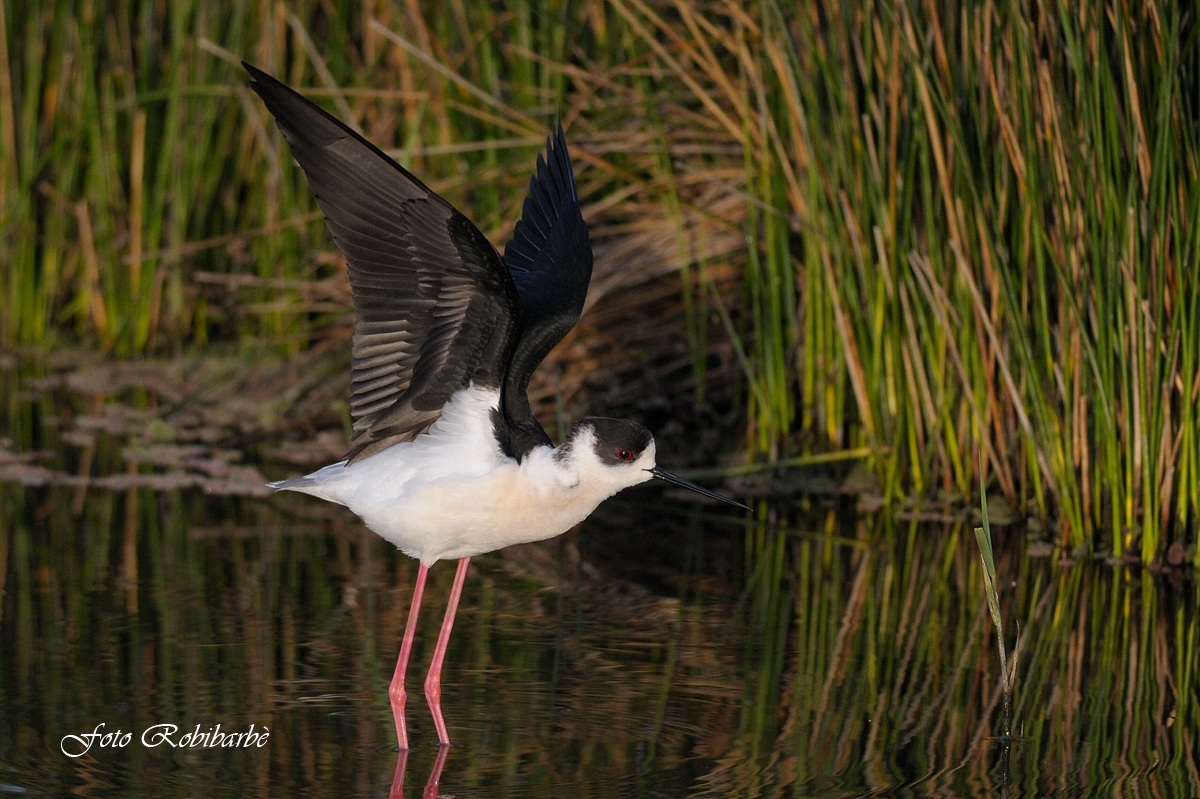 Cavaliere d' italia....