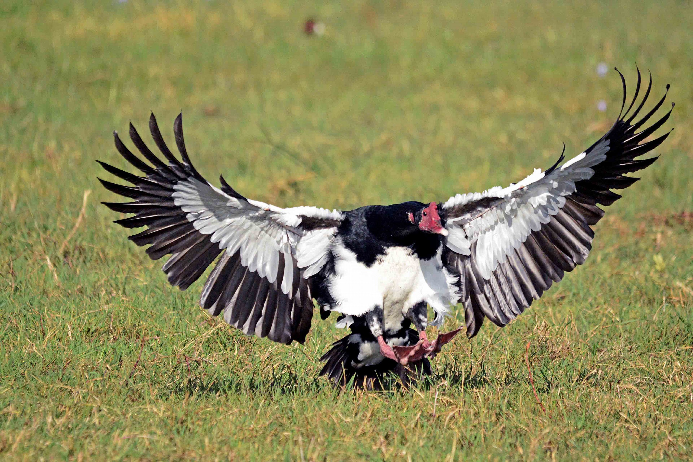Atterraggio di Spur-Winged Goose - Bahir Dar - Etiopia