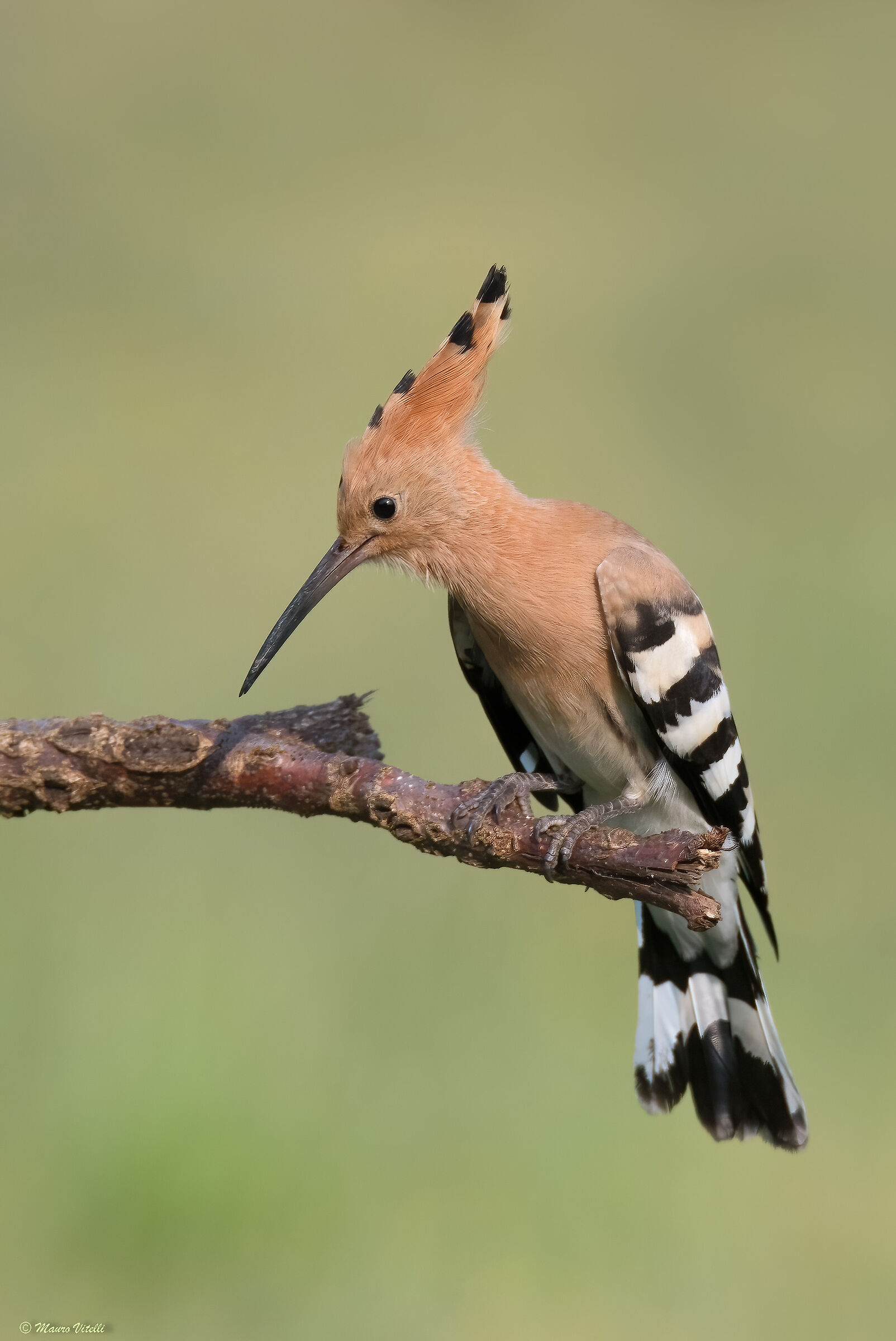 Hoopoe (Hoopoe epops)