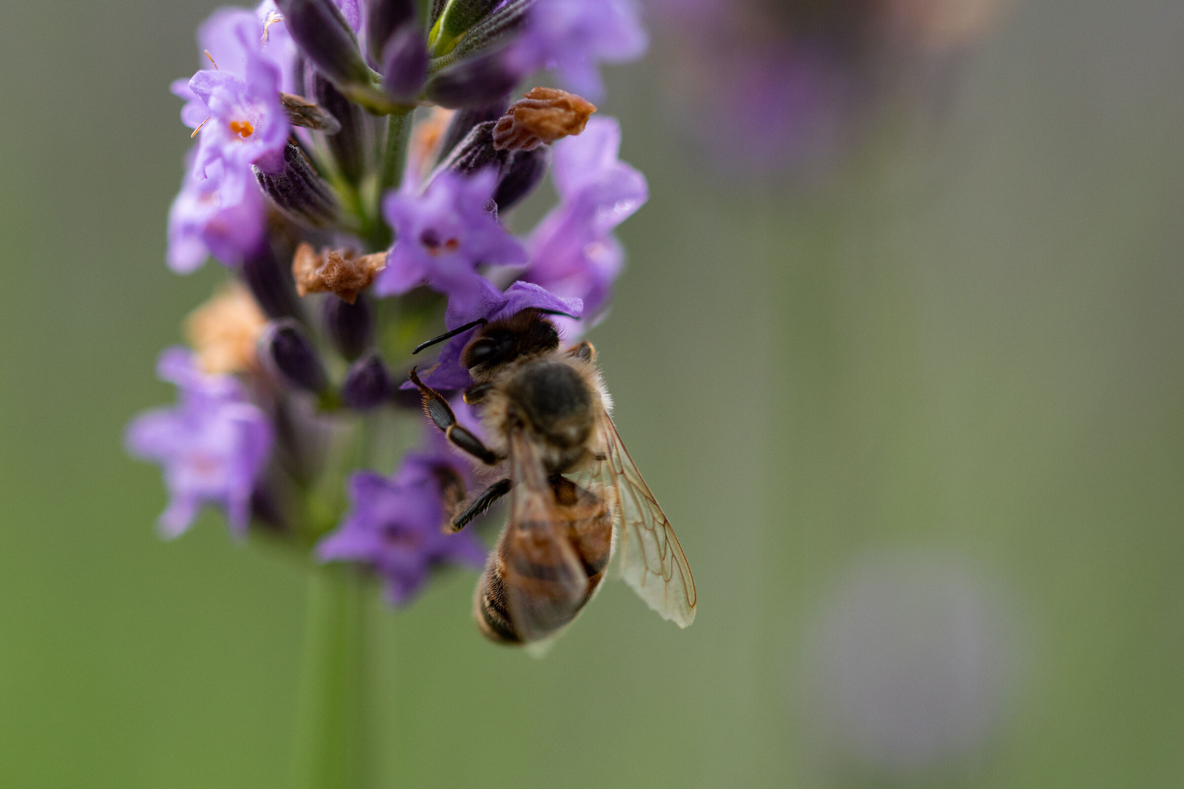 Ape su fiore di lavanda