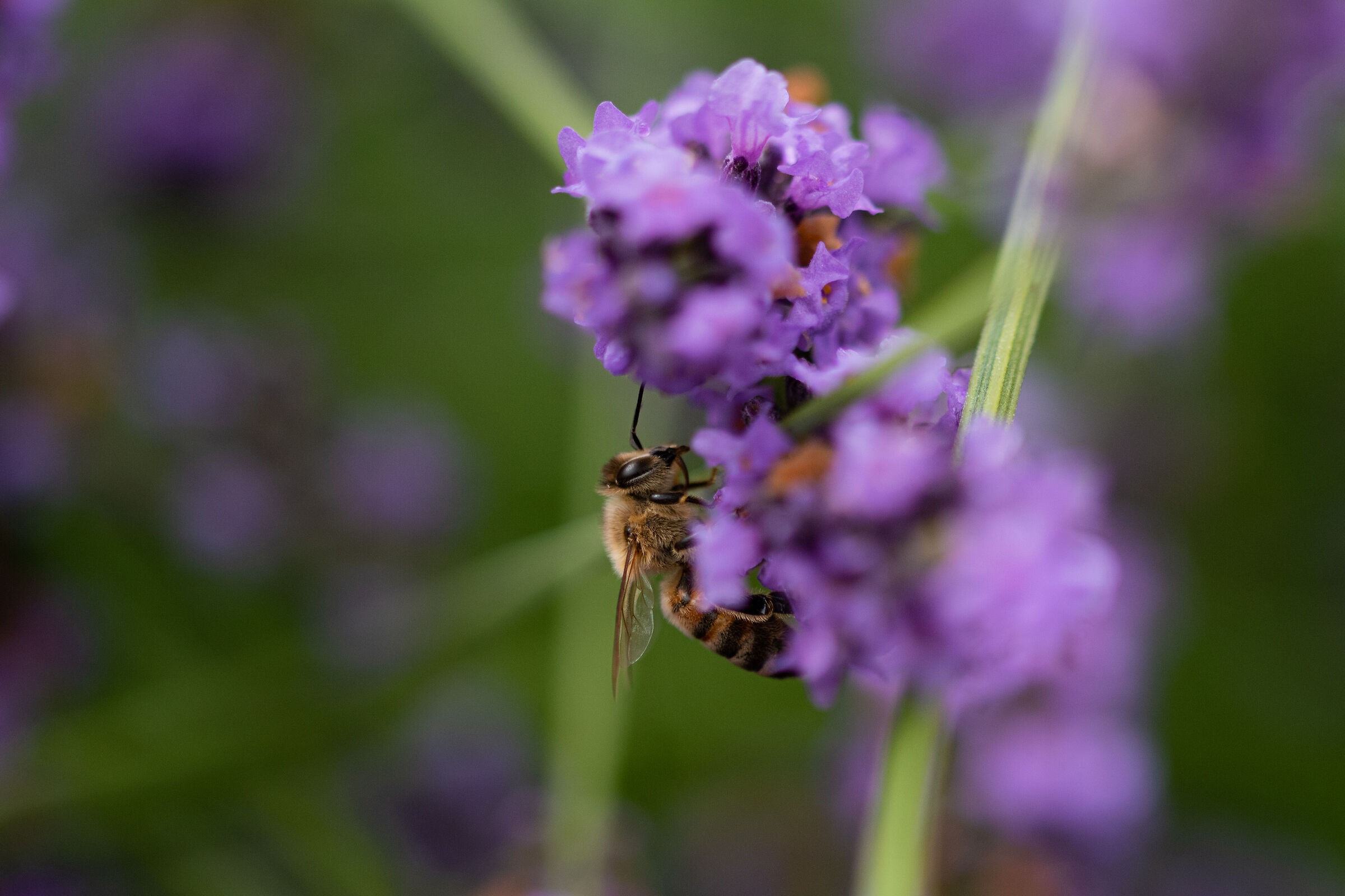 Ape su fiore di lavanda