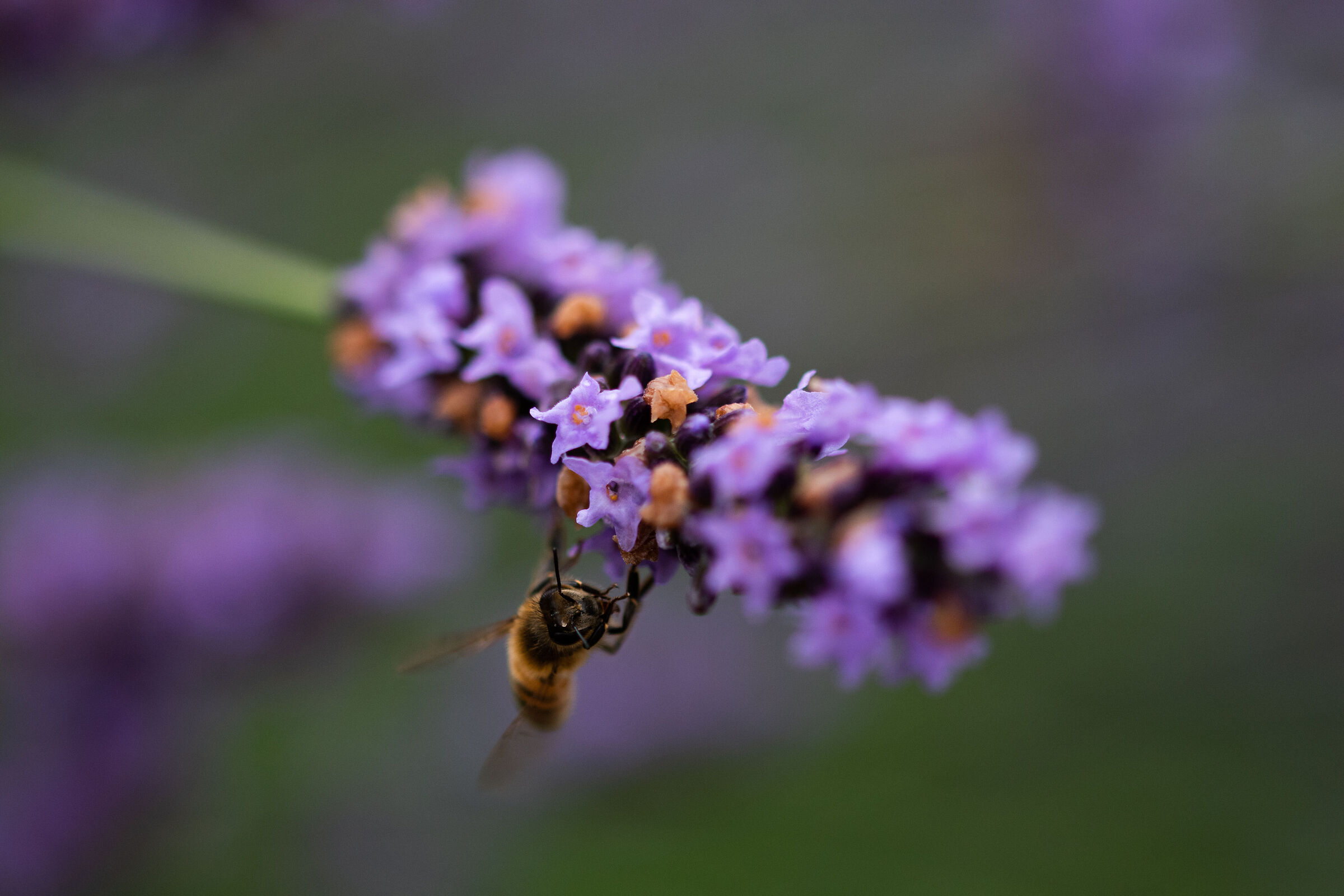 Ape curiosa su fiore di lavanda