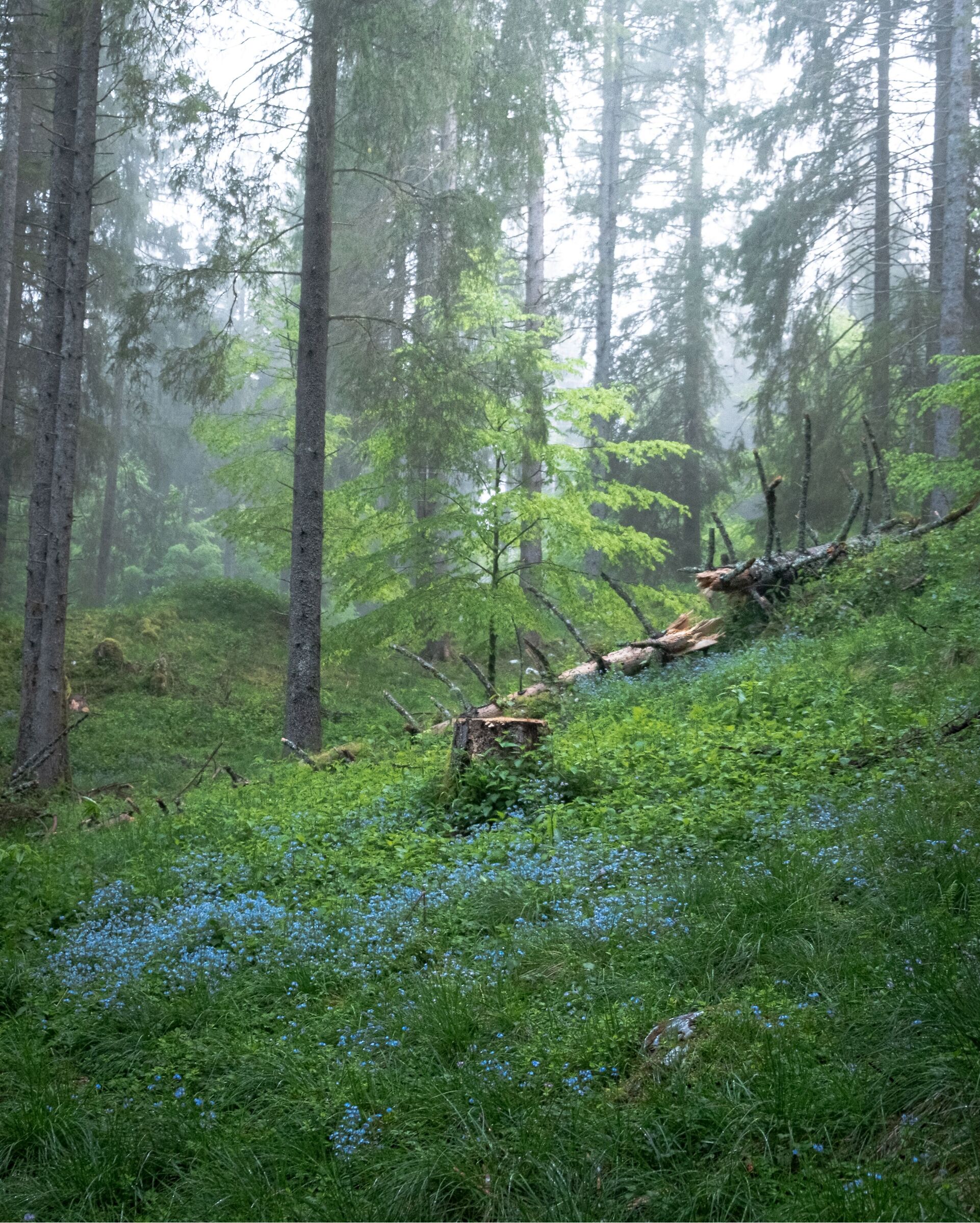 Foresta del cansiglio