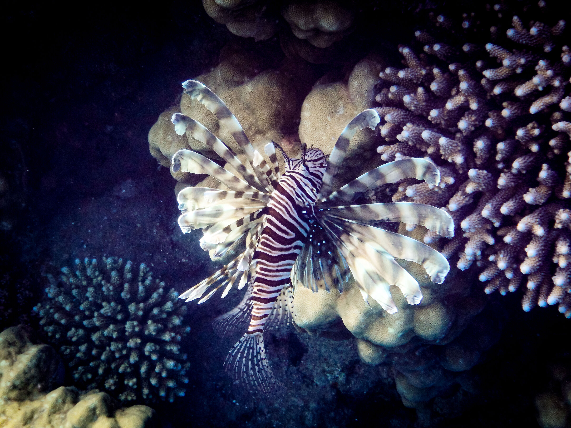 Lionfish