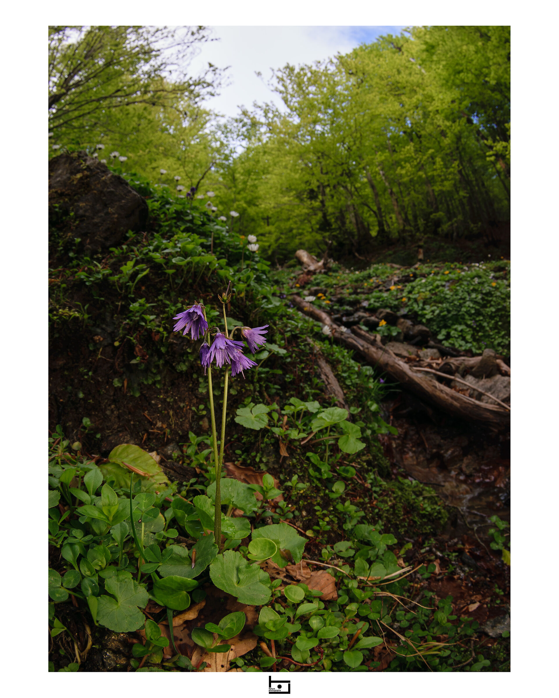 Soldanella calabrella