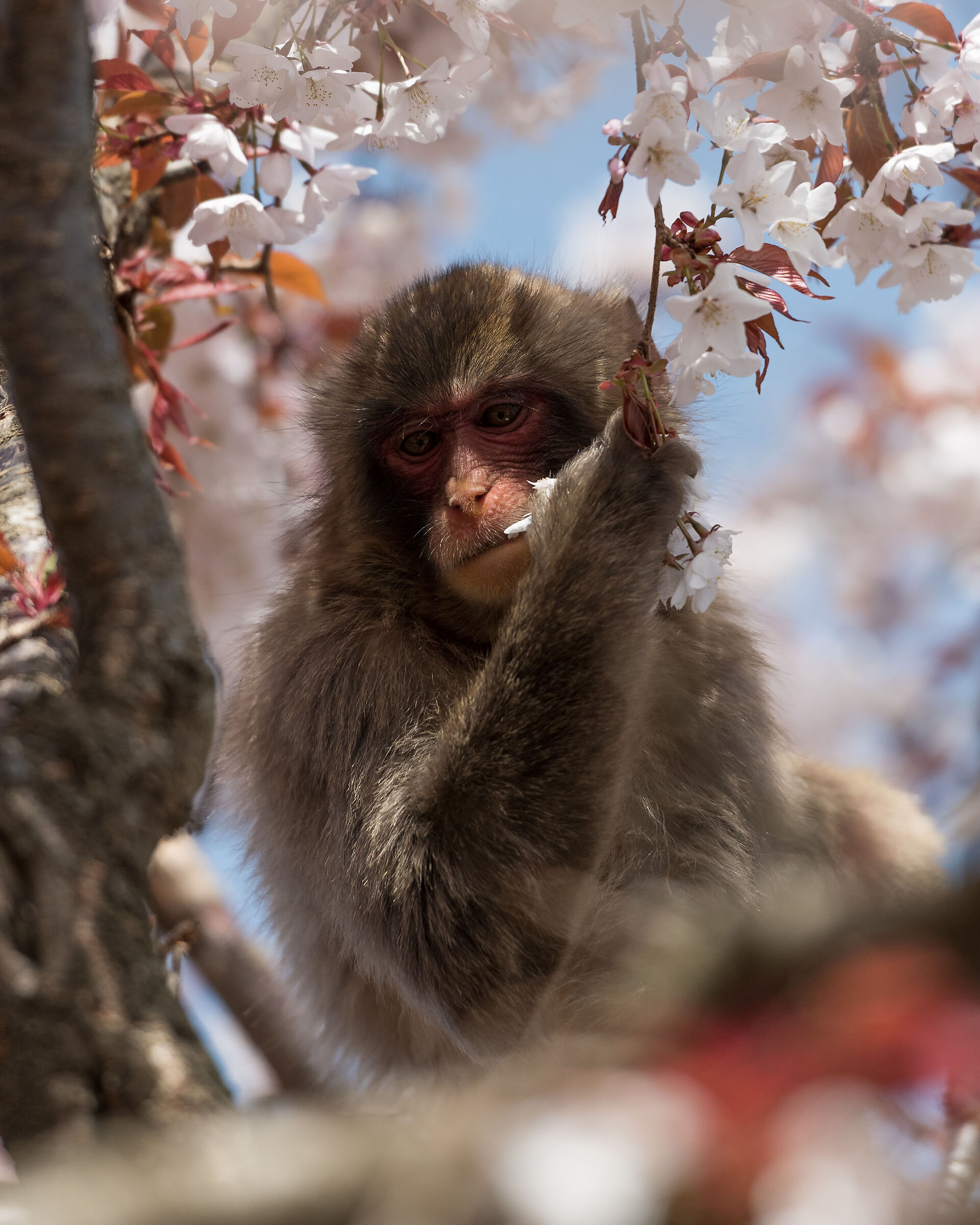 Iwatayama Monkey Park
