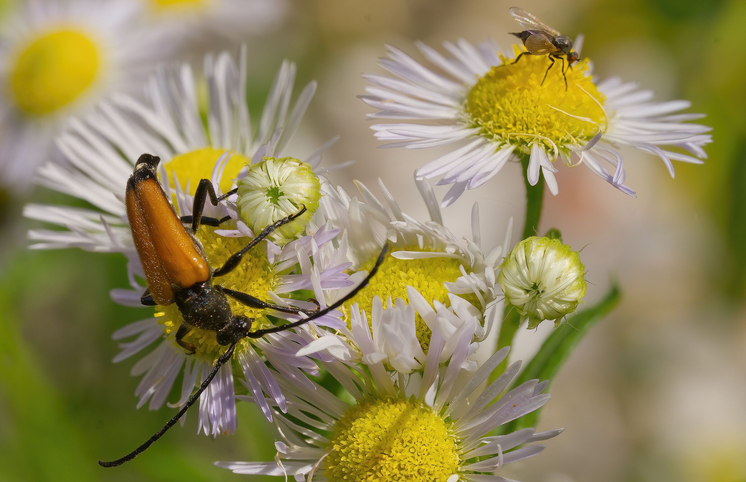 La Paracorymbia e la moschina