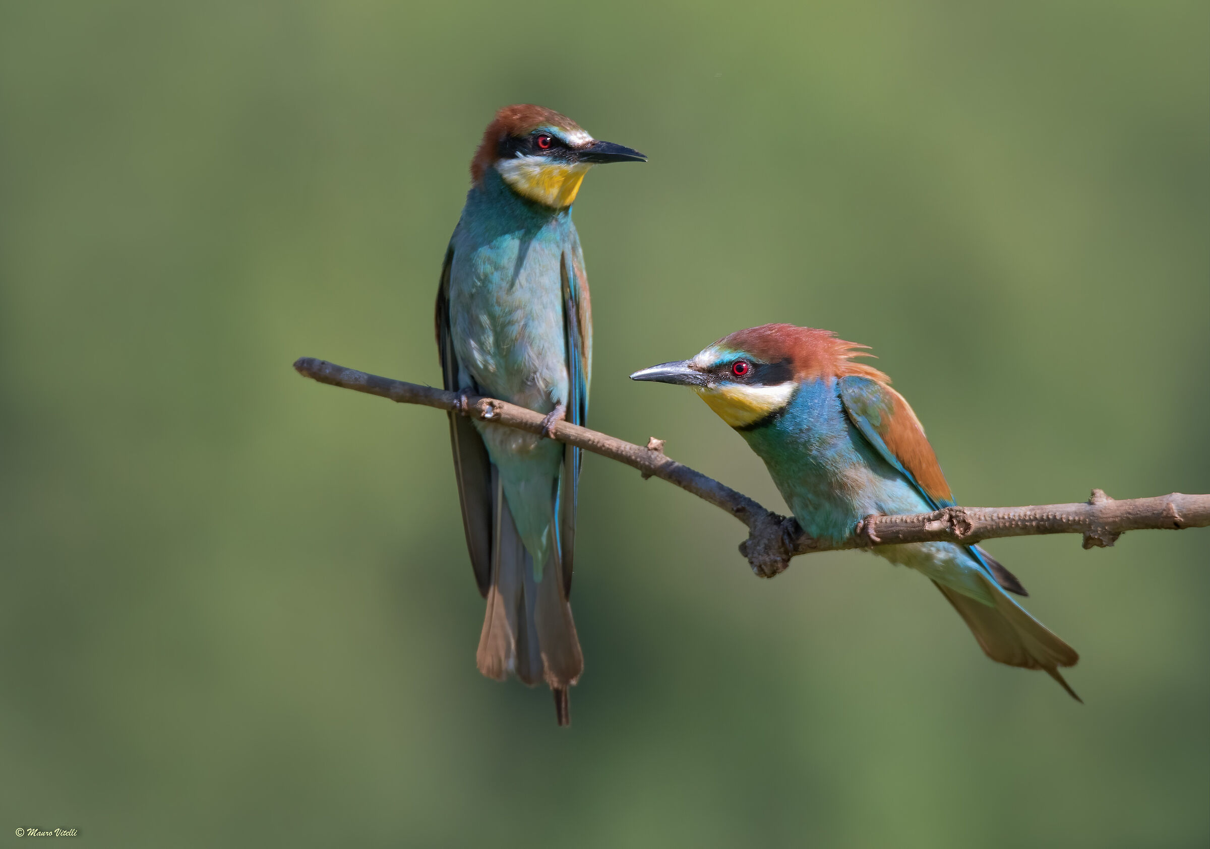 Bee-eater (Merops apiaster)