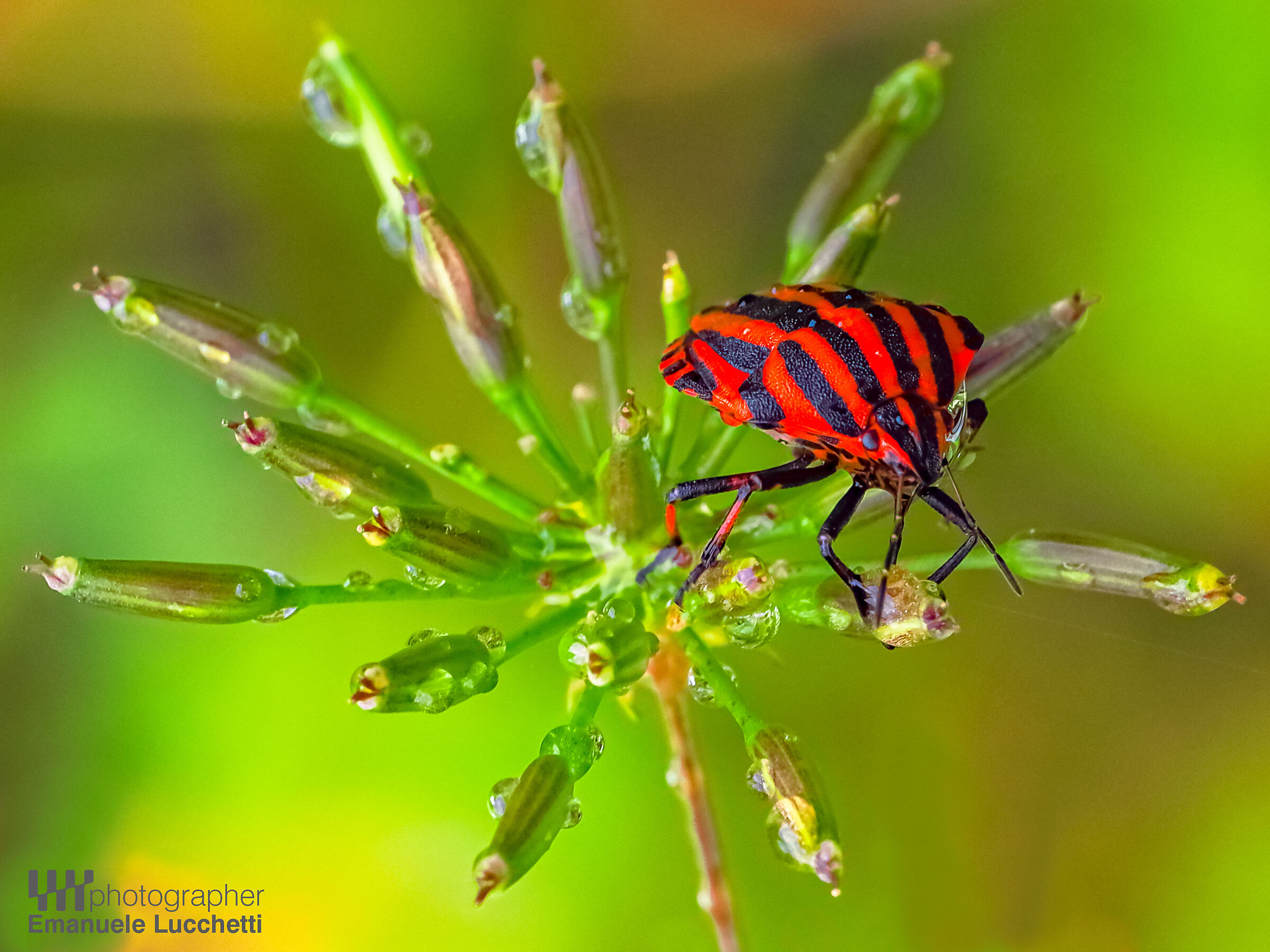 Macro in Wild