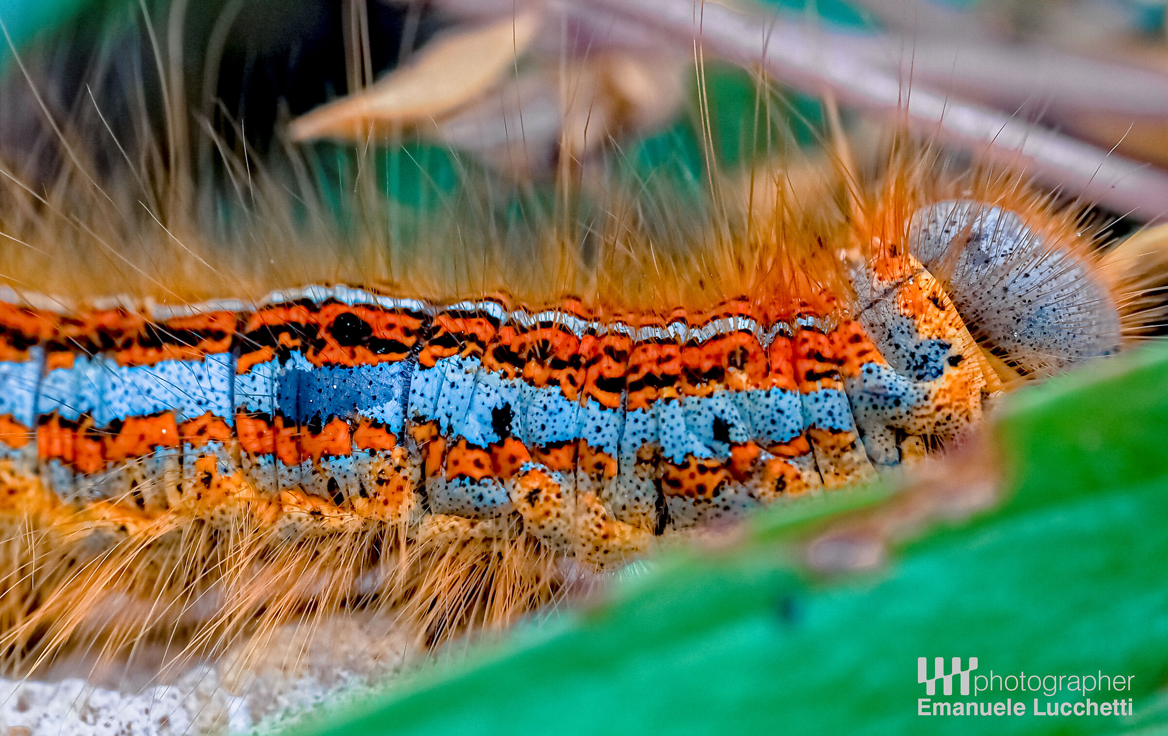 Macro in Wild