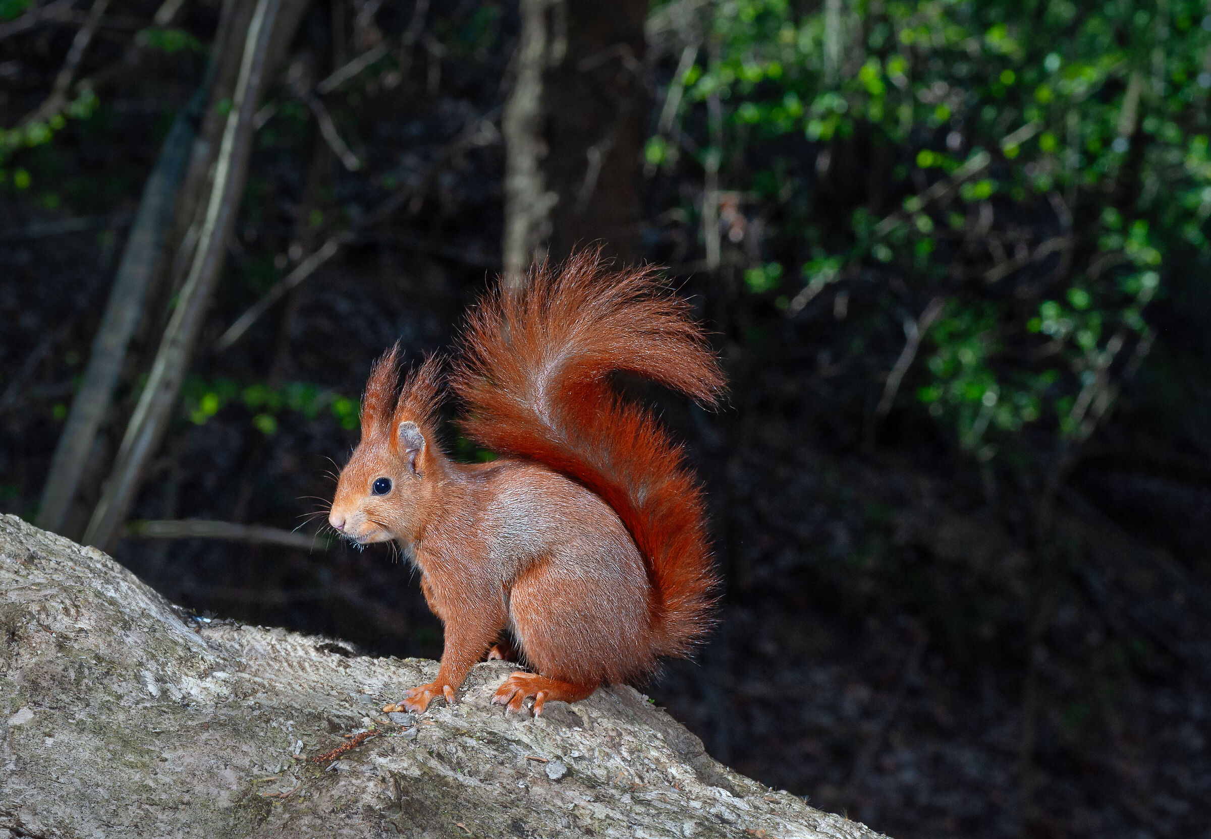 Red squirrel