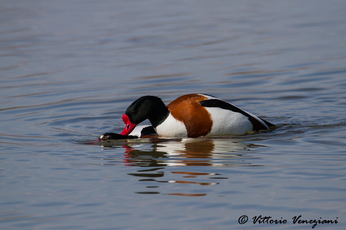 Shelducks coupling underwater .....