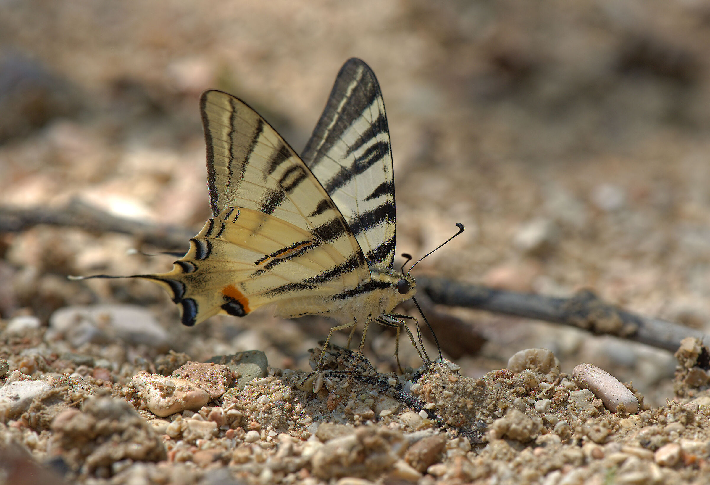 Iphiclides podalirius