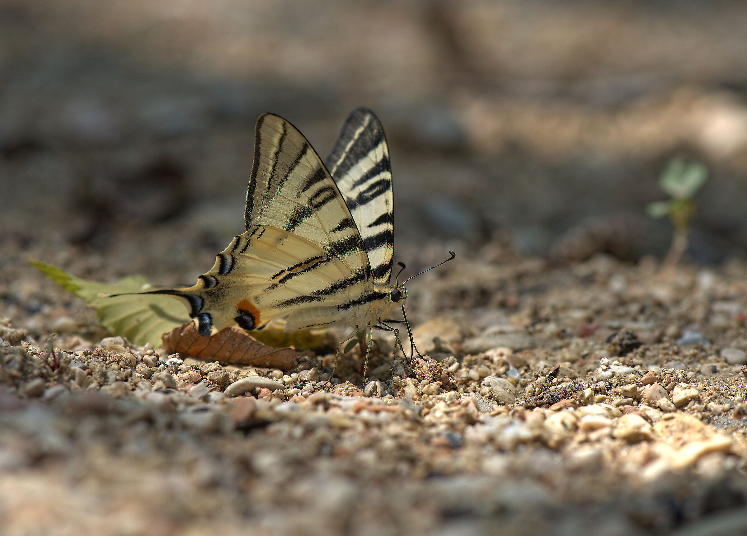 Iphiclides podalirius