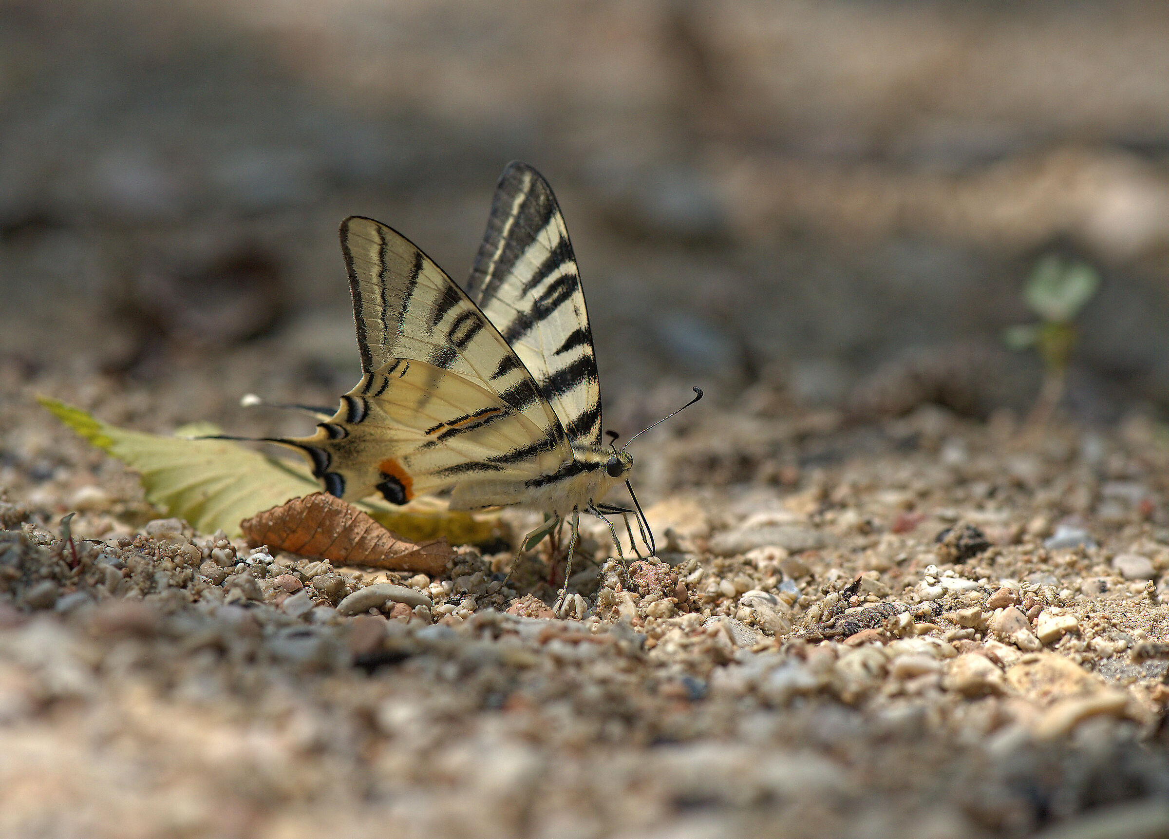 Iphiclides podalirius