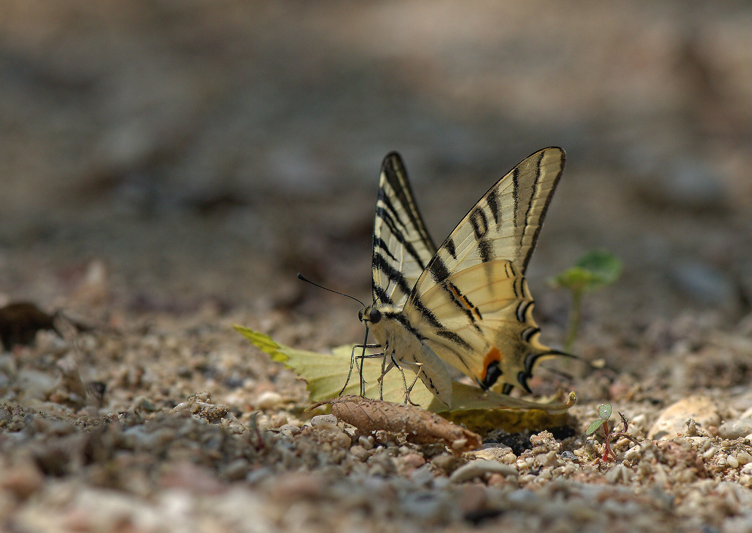 Iphiclides podalirius