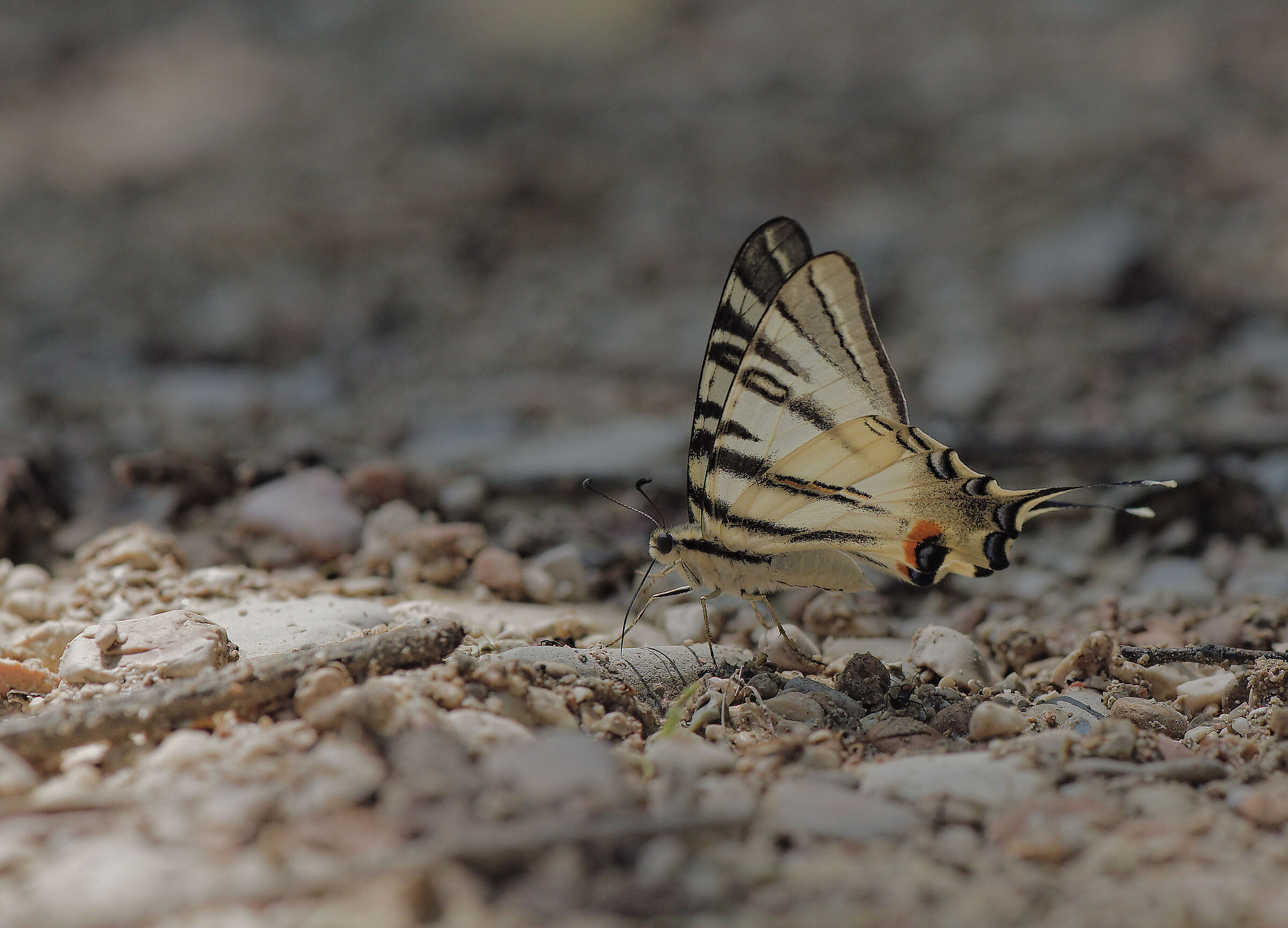 Iphiclides podalirius