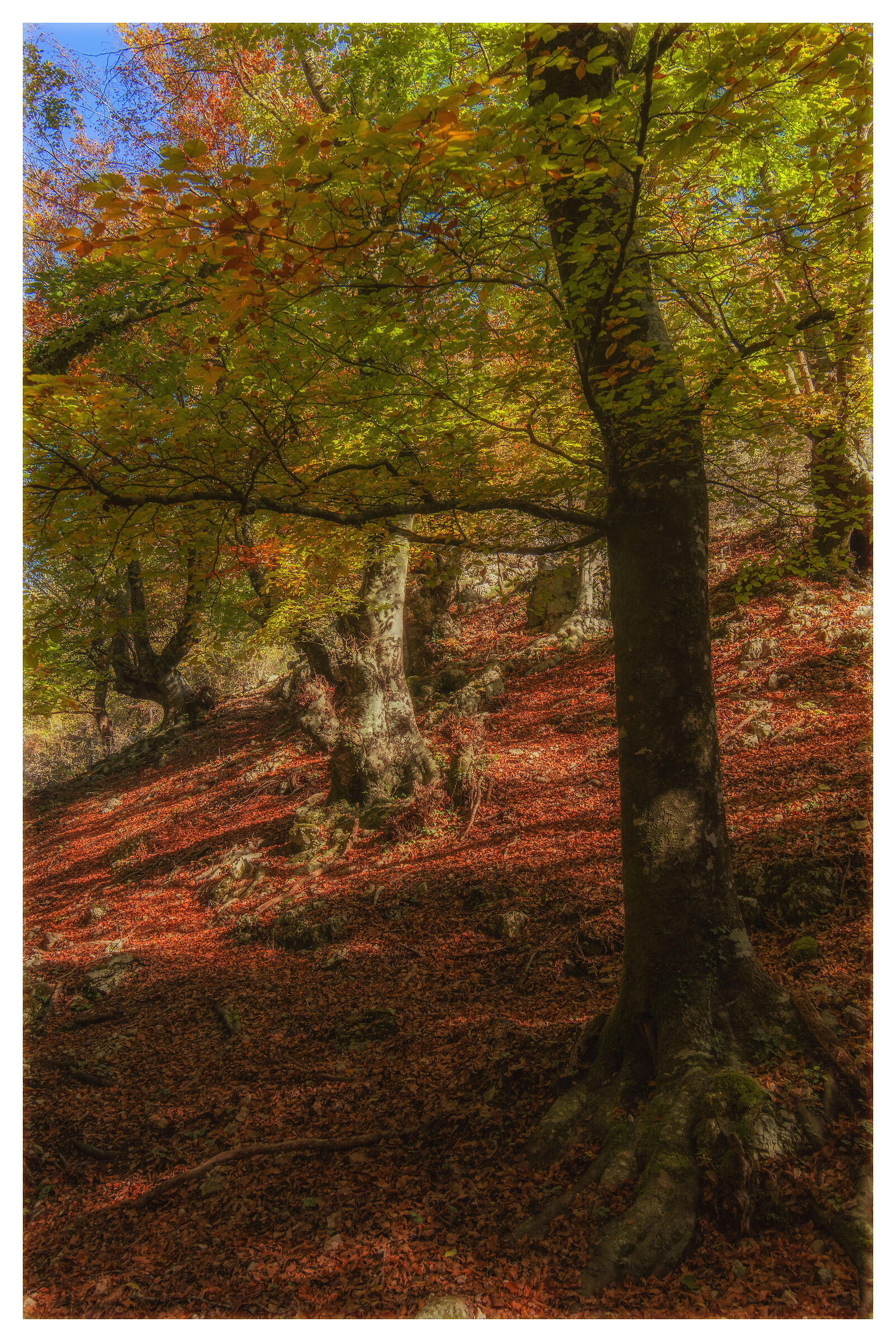 Beech on the slope