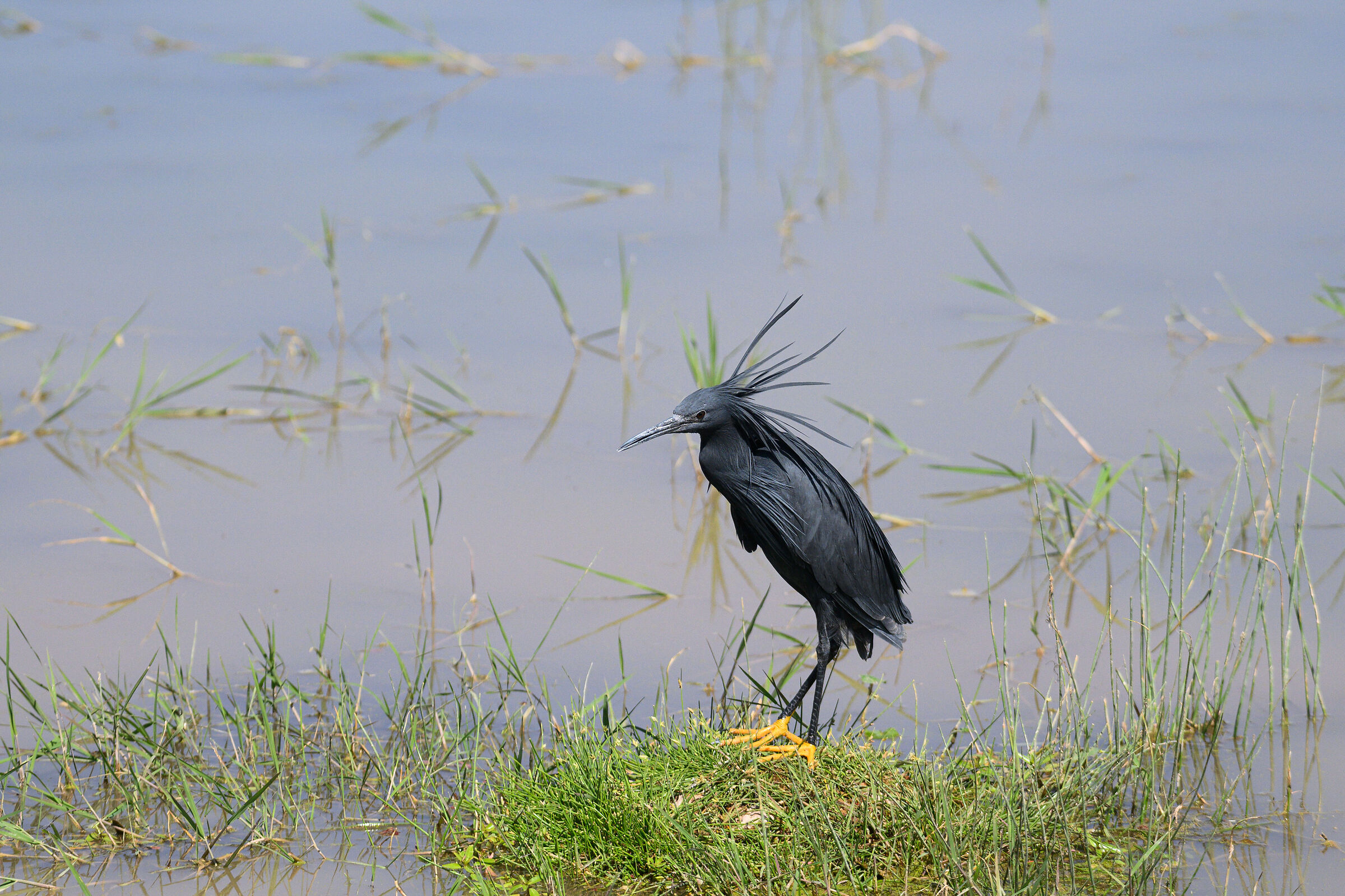 Egretta ardesiaca