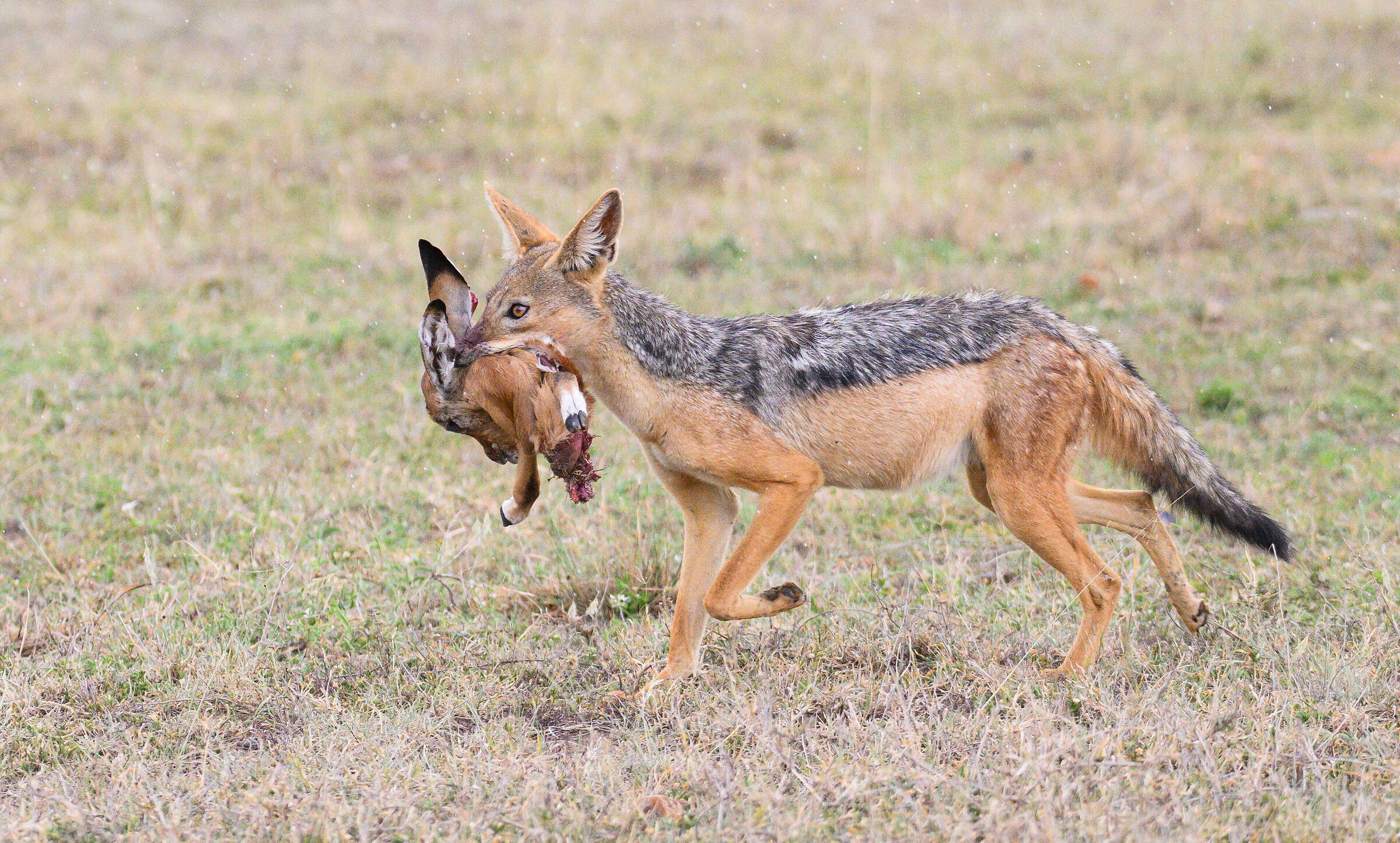 ...pasto assicurato...