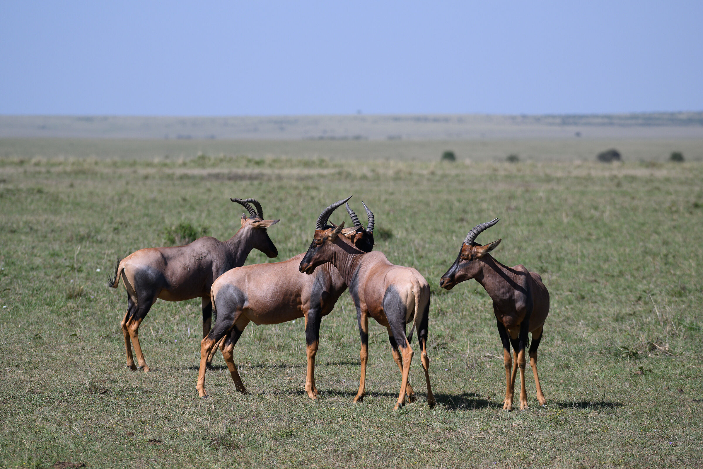 ...Topi del serengheti