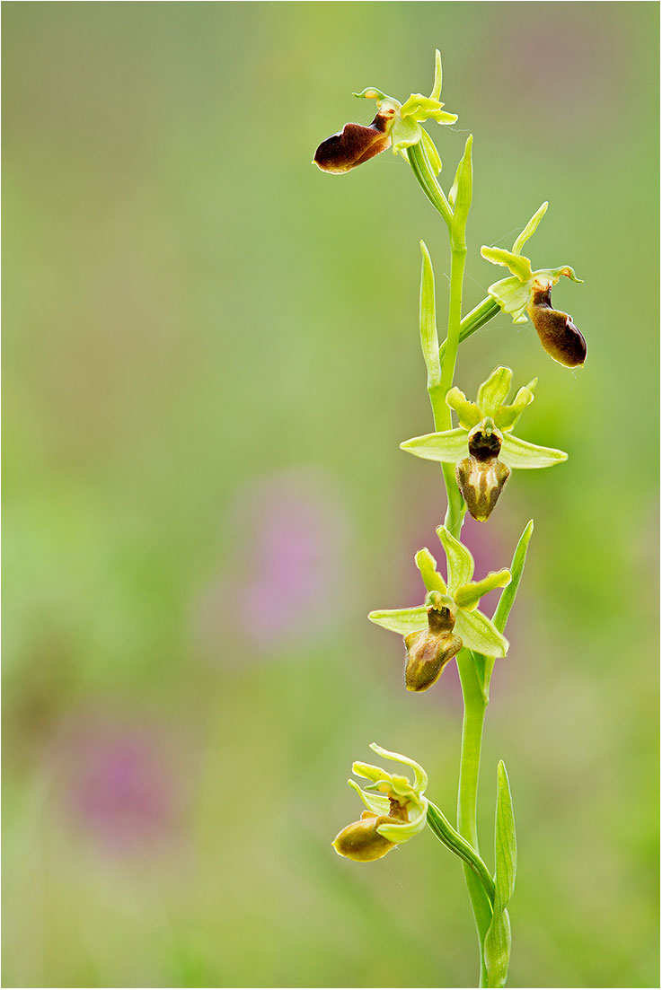 Ophrys Sphegodes