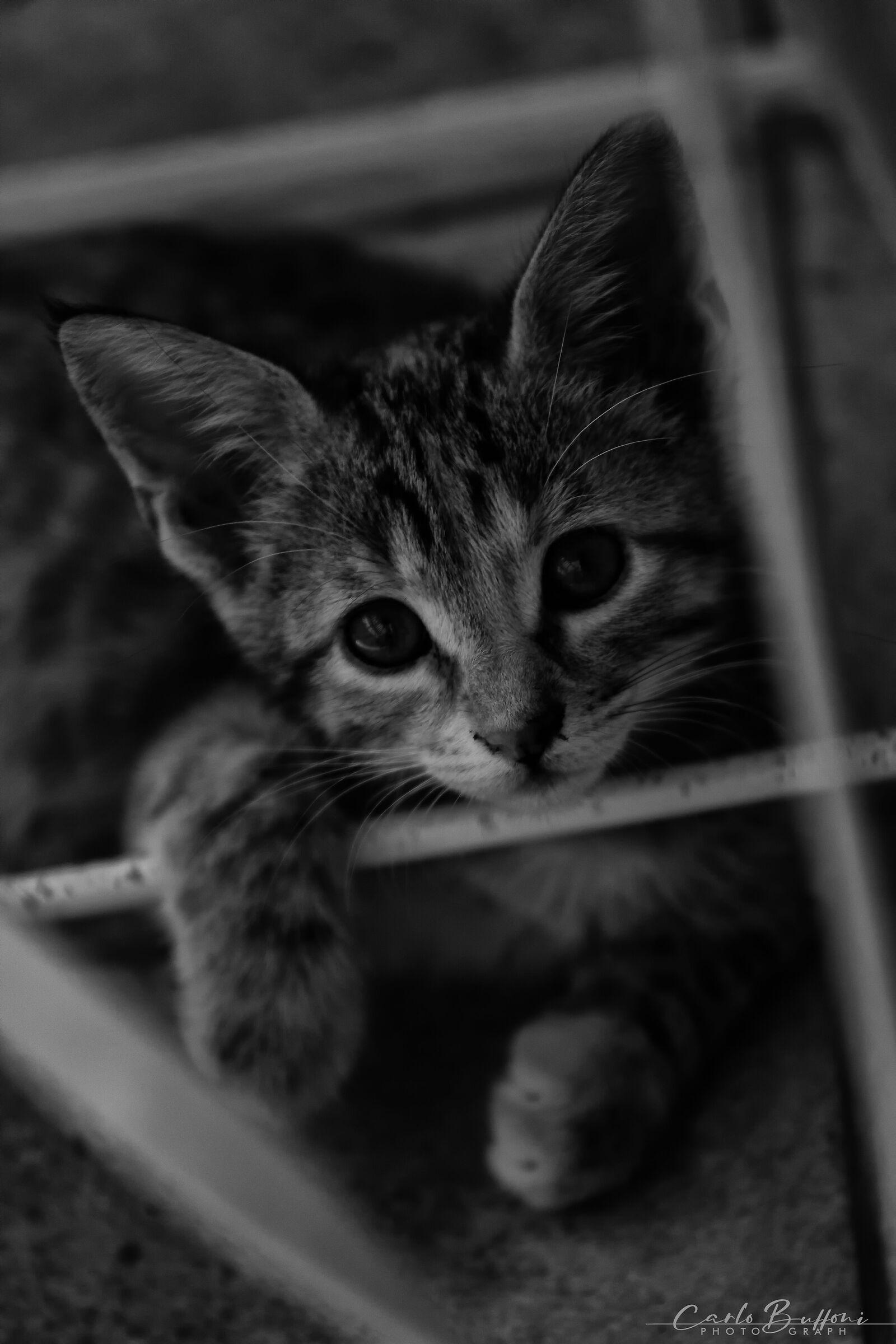 Nala