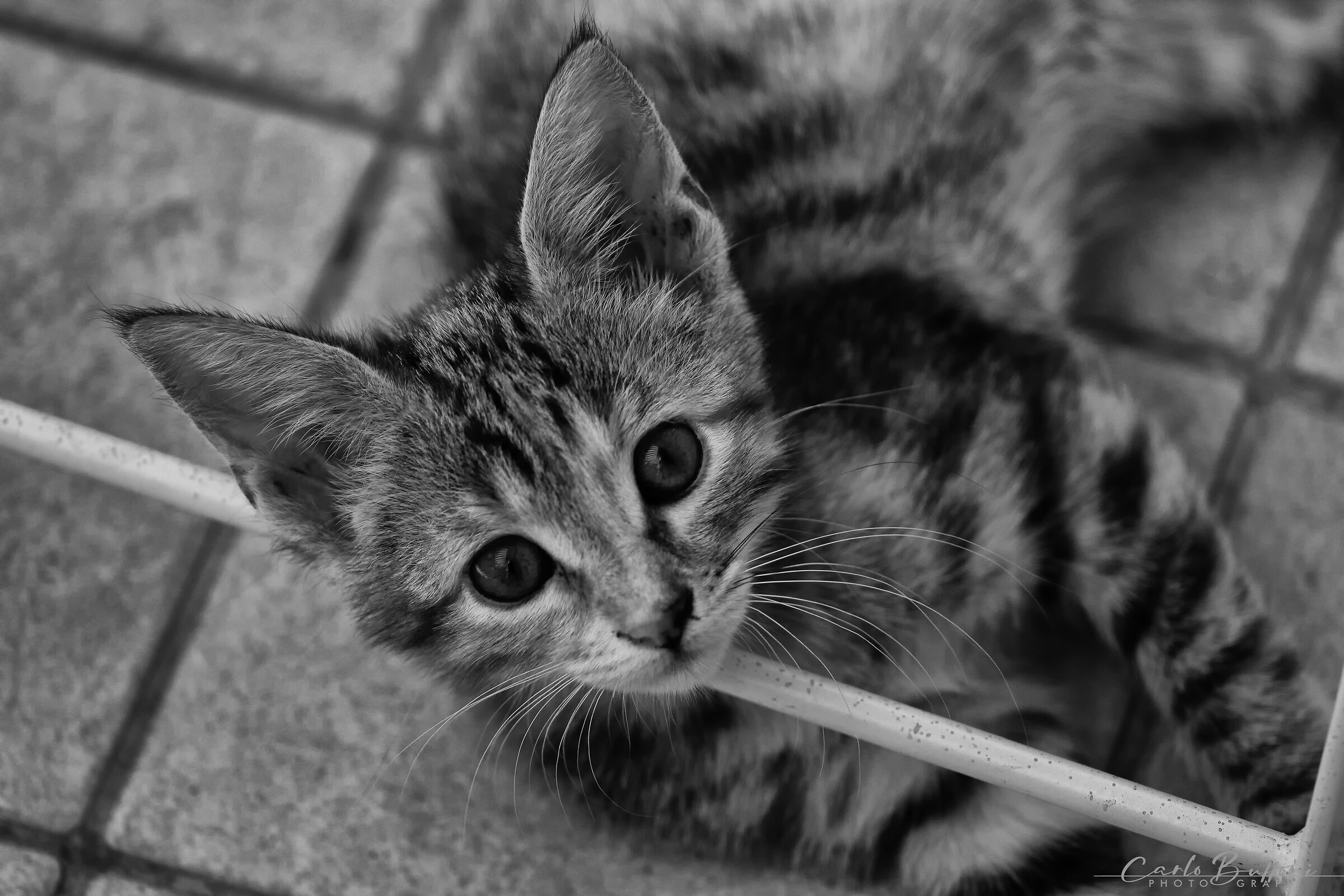 Nala