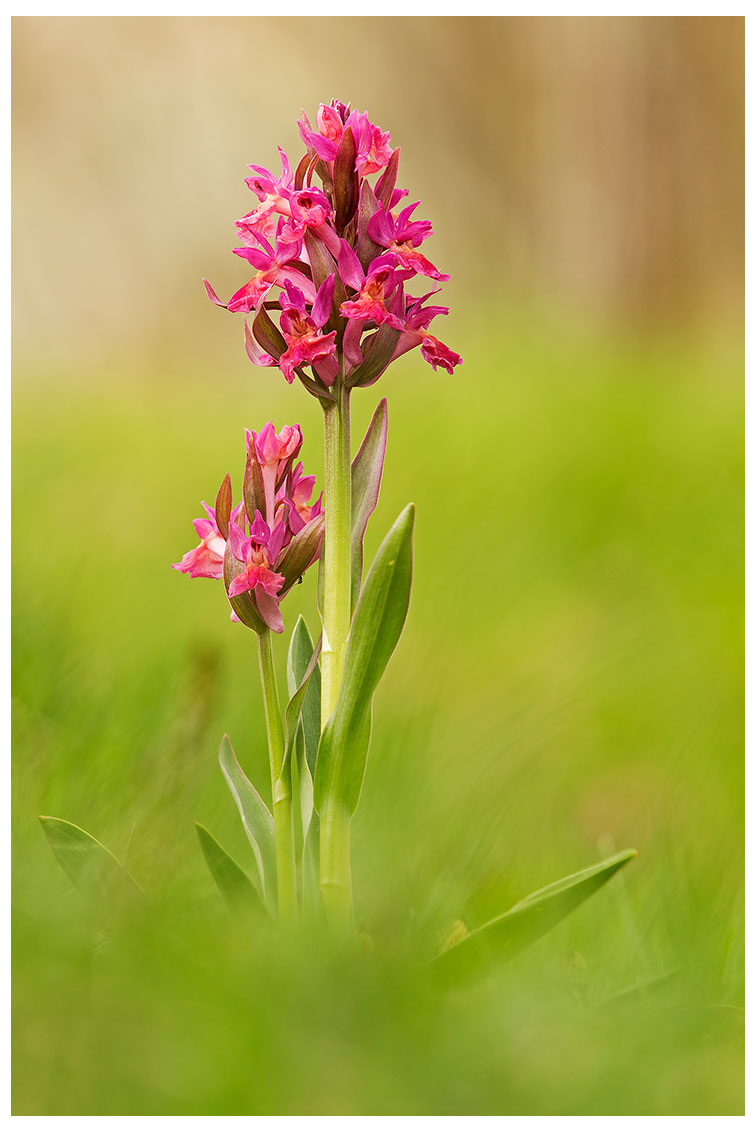 dactylorhiza sambucina